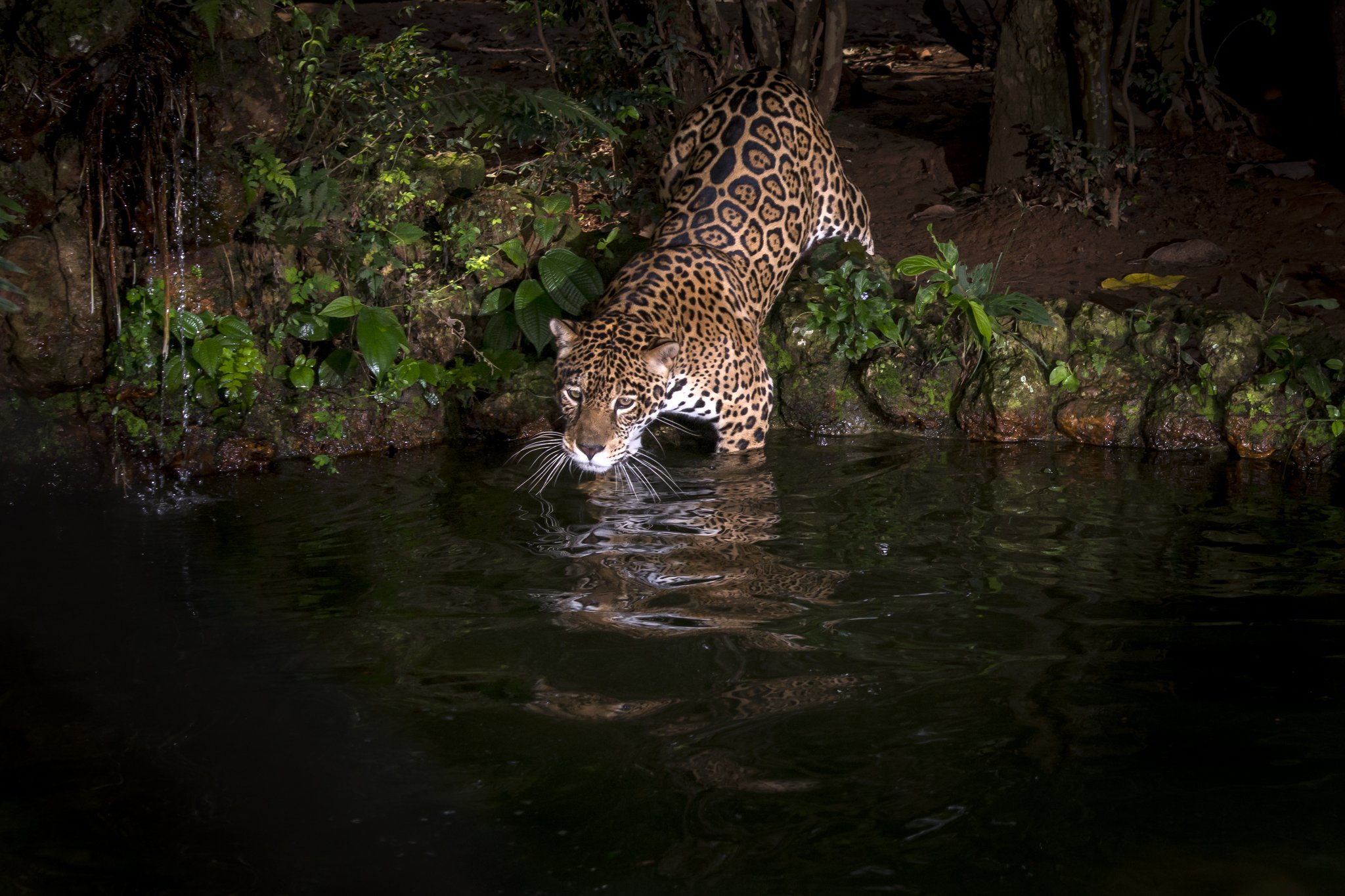 Chest-deep and fearless — the Pantanal's apex predator takes to the water after dark. Photo: LeoMercon A jaguar wading into a dark river at night during a pantanal jaguar budget safari, its spotted coat reflected in the still water against a lush green bank
