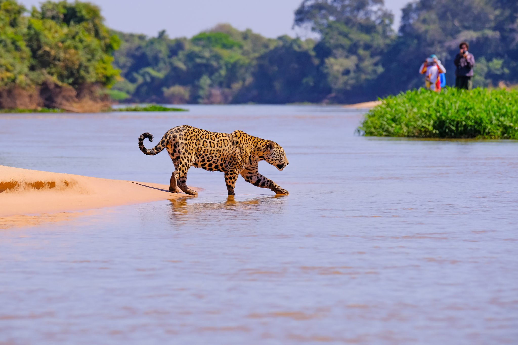 Paws in the shallows — one deliberate step at the river's edge. Photo: reisegraf A jaguar stepping from a sandy riverbank into shallow water during a pantanal jaguar budget safari, with wildlife photographers visible in the background