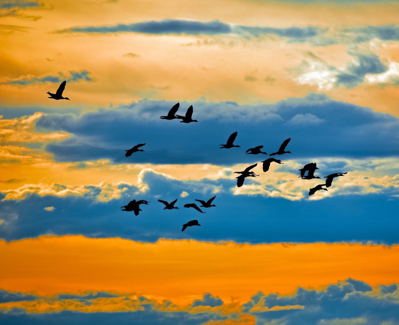 Dusk belongs to the birds — dozens of wings cutting across a blazing sky. A flock of large waterbirds silhouetted against a vivid orange and blue sunset sky on a pantanal jaguar budget safari