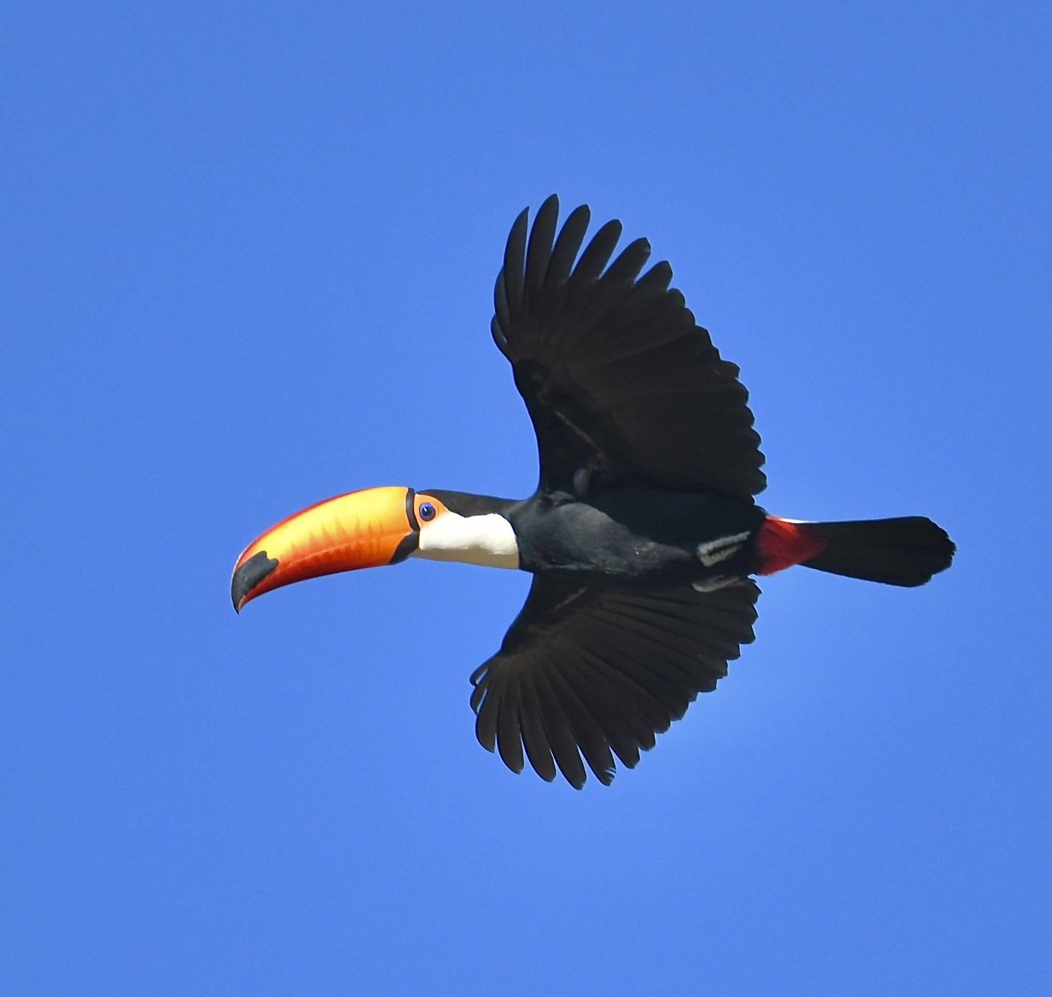 Bold bill, boundless sky — the Pantanal's most recognisable flier in full stride. Photo: Seth Heilman A toco toucan with its vivid orange-yellow bill soars across a clear blue sky on a pantanal jaguar budget safari
