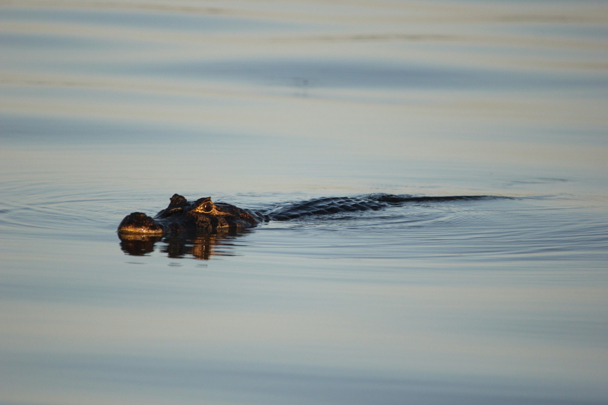 Barely a ripple — just eyes, snout, and patience. Photo 3