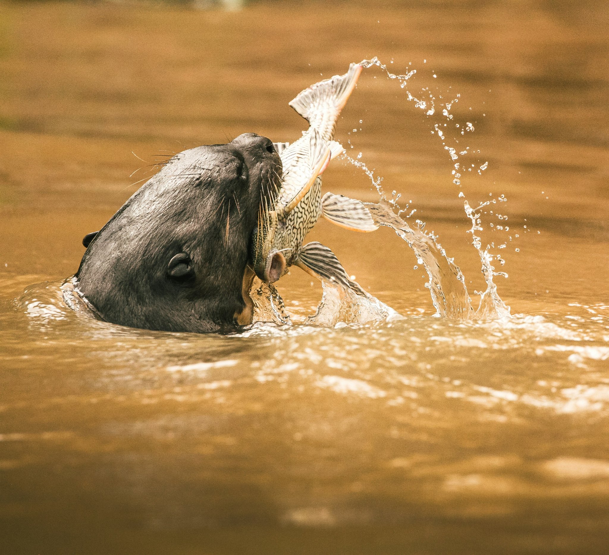 One second, one fish — a giant otter's strike is faster than thought. Photo 3