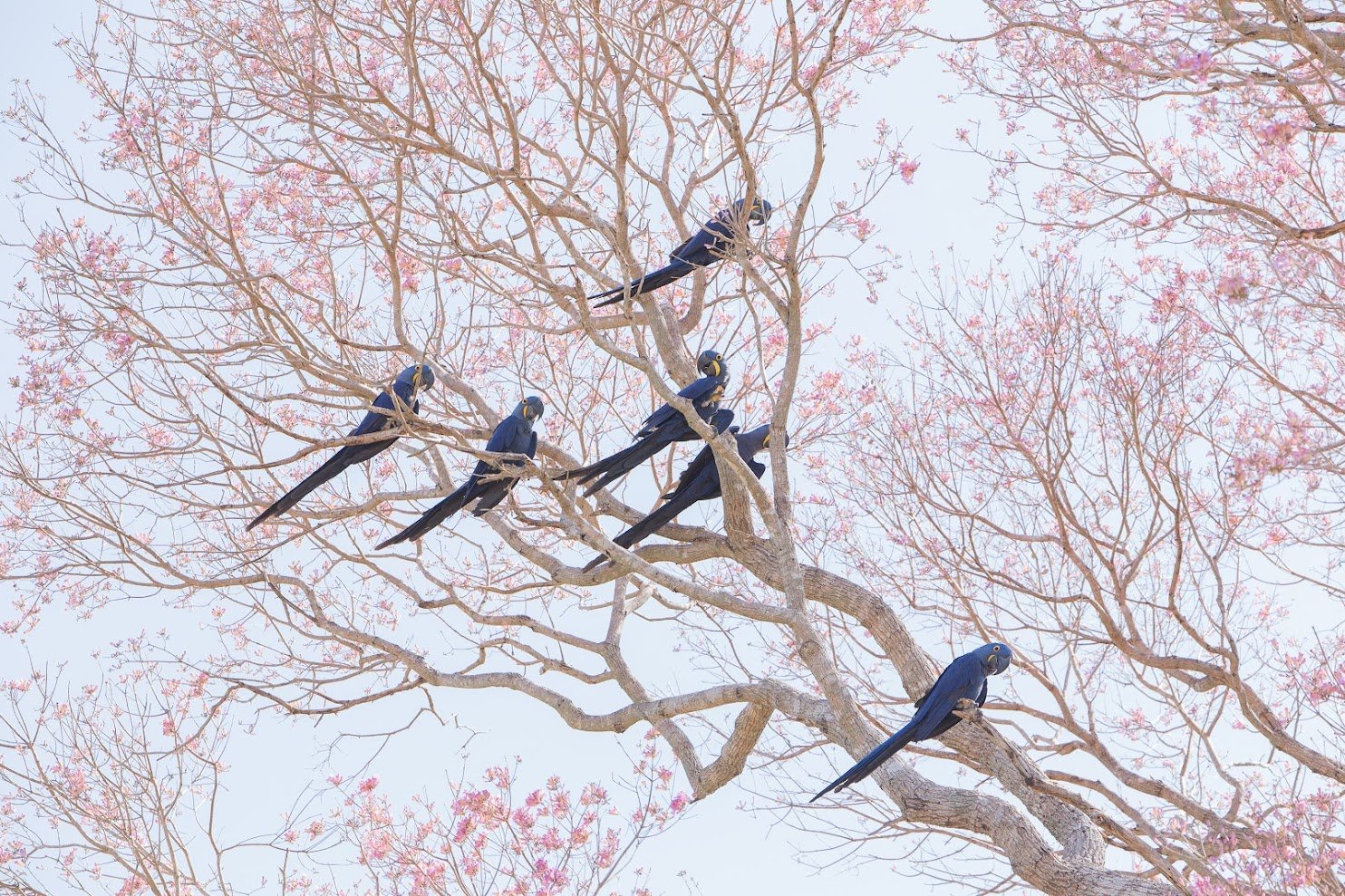 Seven cobalt giants resting in a blush of pink blossoms — a sight that stops every boat cold. Photo: Alexis Prappas Photo 4