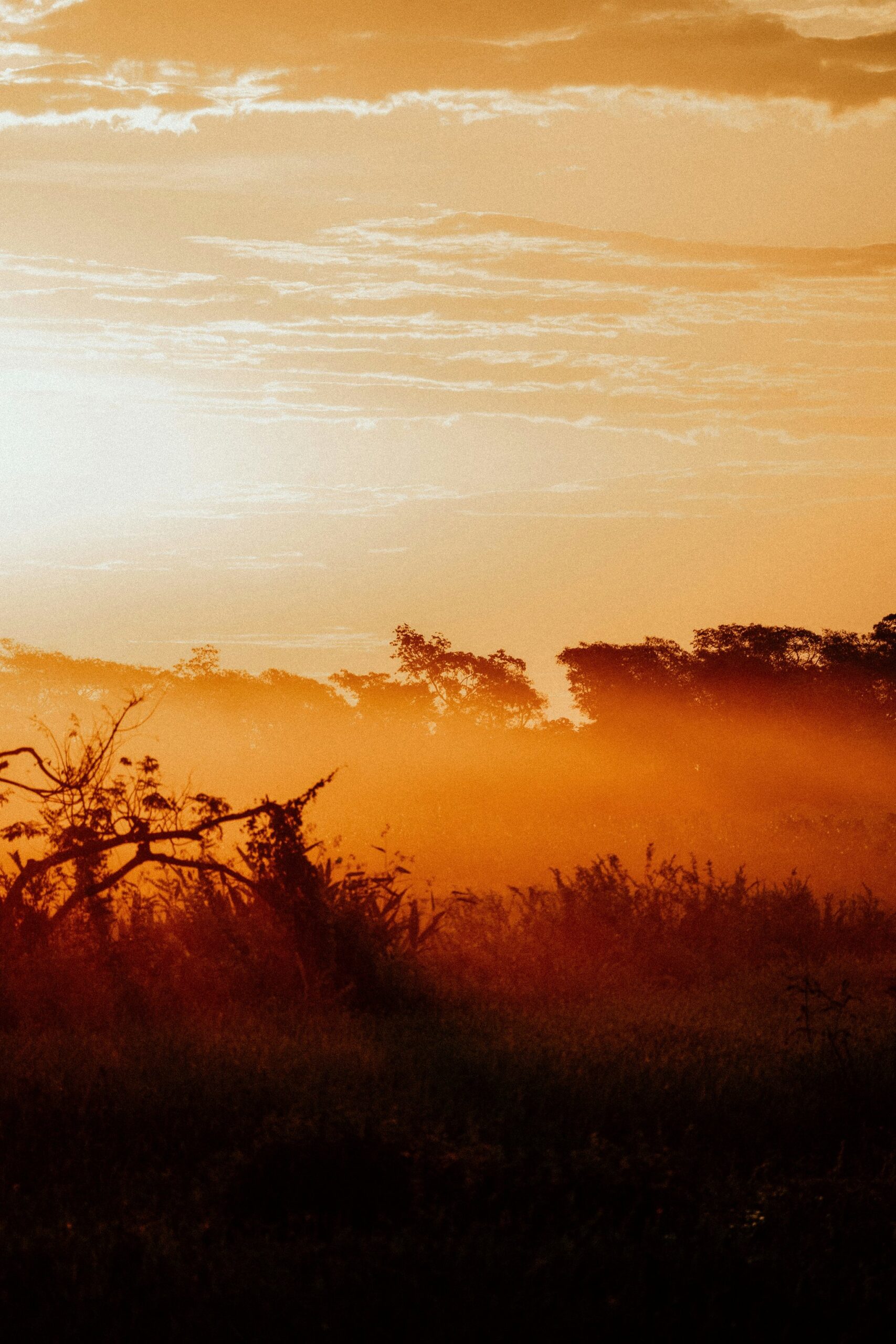 Morning mist burning off the floodplain — the Pantanal waking up. Photo 4