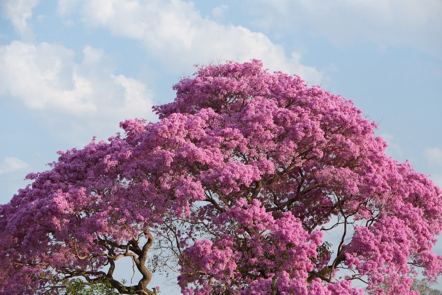 An explosion of magenta blooms above the floodplains — nature's own welcome sign. Photo: Alexis Prappas Photo 6