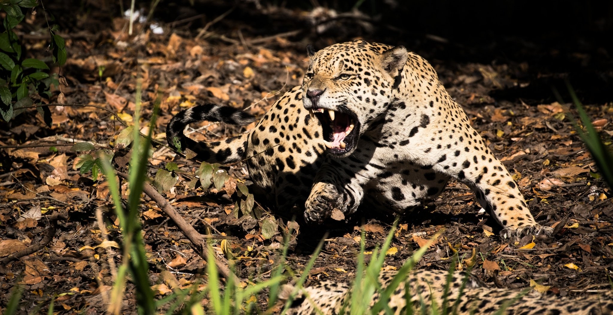 Safári de Onças no Pantanal em Porto Jofre, Cuiabá