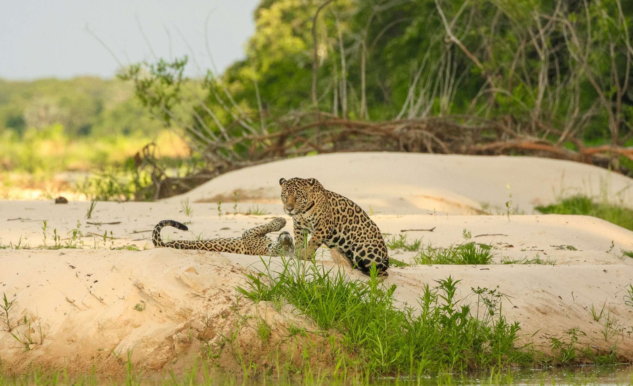 Two jaguars, one sandbank — a moment of raw play on the river's edge. Photo 1