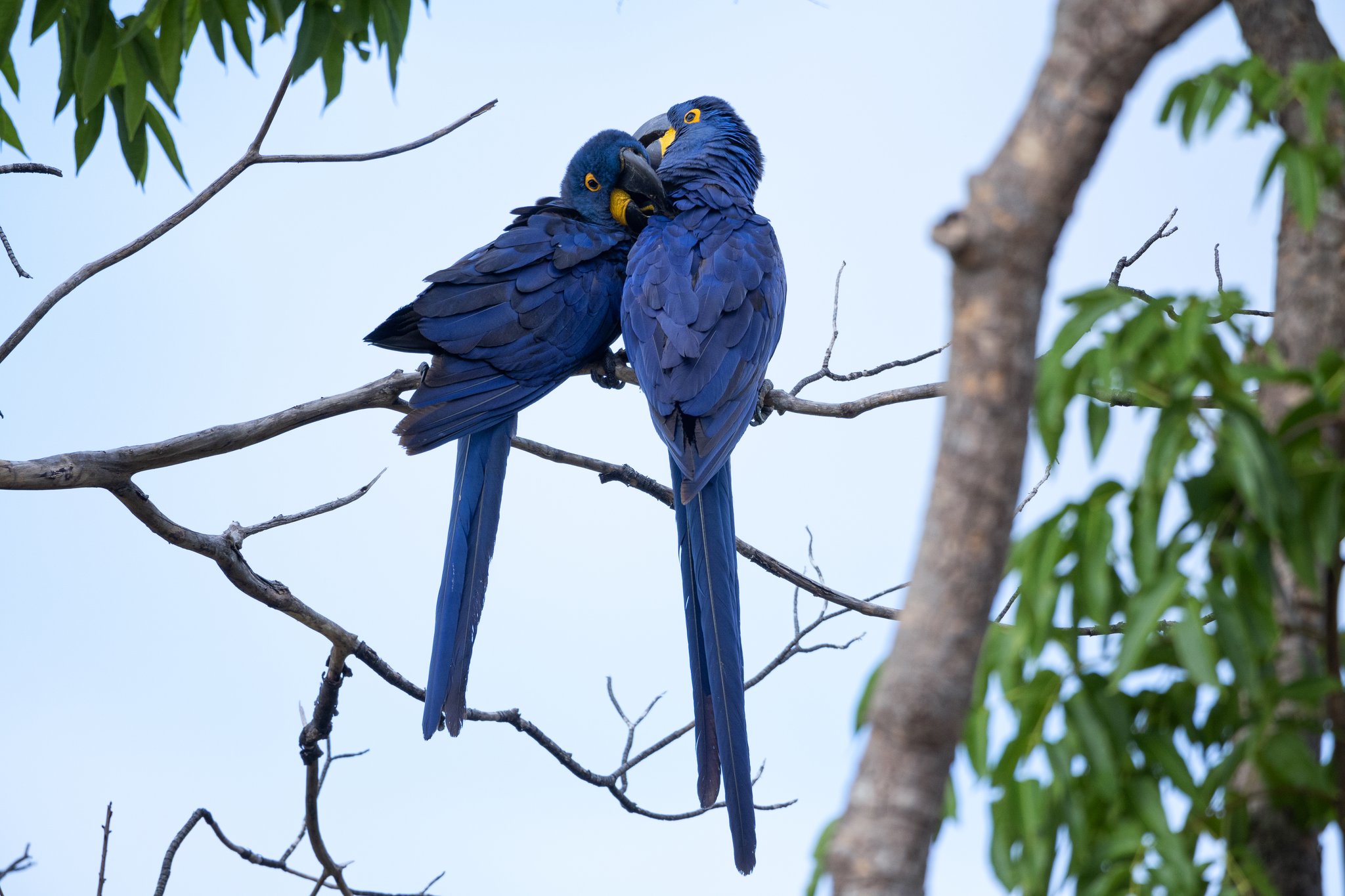 A pair of vibrant cobalt-blue hyacinth macaws perched close together on a bare branch during a pantanal jaguar tour, preening each other against a soft pale-blue sky with tropical foliage in the background