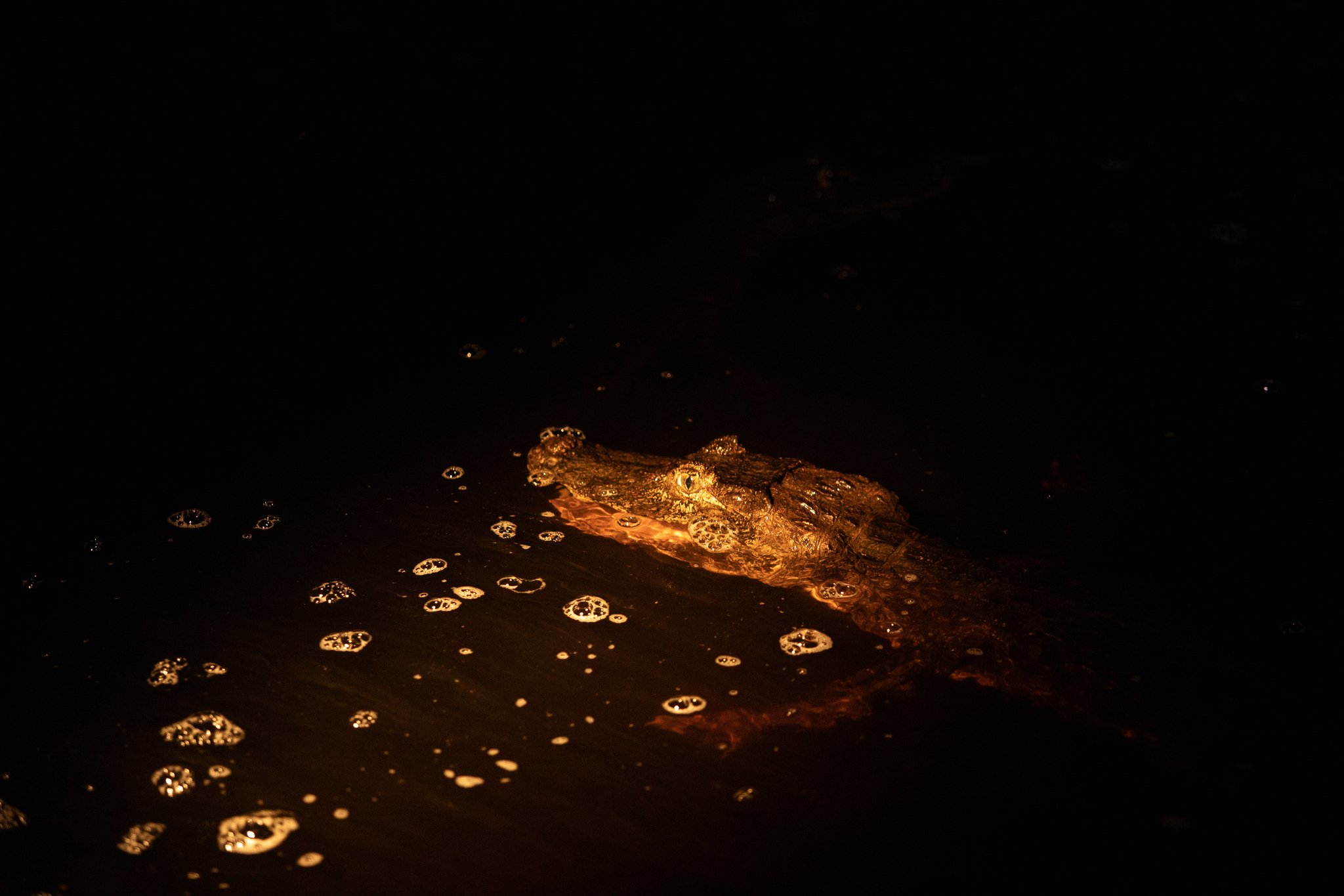 A caiman glowing amber under a spotlight during a pantanal luxury safari night excursion, its scaly snout and eye reflecting the beam above dark water scattered with golden bubbles