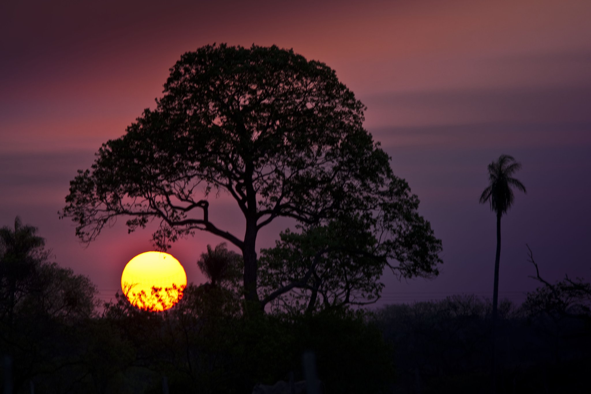 Fire in the sky as the sun sinks behind ancient trees. A giant tree silhouetted against a blazing orange and violet sunset sky during a pantanal luxury safari, with a tall palm visible to the right
