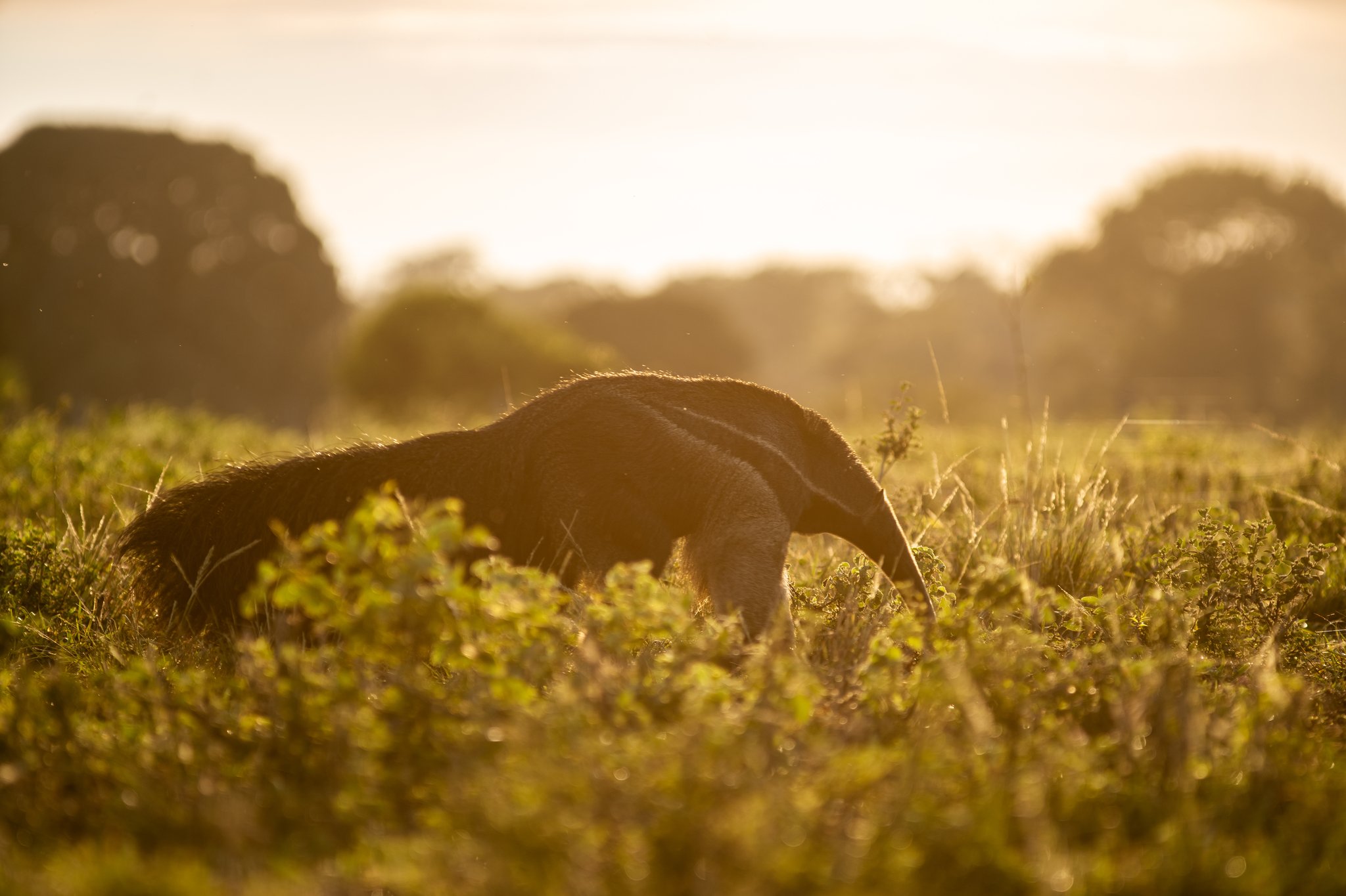 Golden hour belongs to the anteater — nose down, unhurried, utterly wild. Photo: Matias Ternes A giant anteater forages through low savanna vegetation bathed in warm golden dawn light during a pantanal luxury safari
