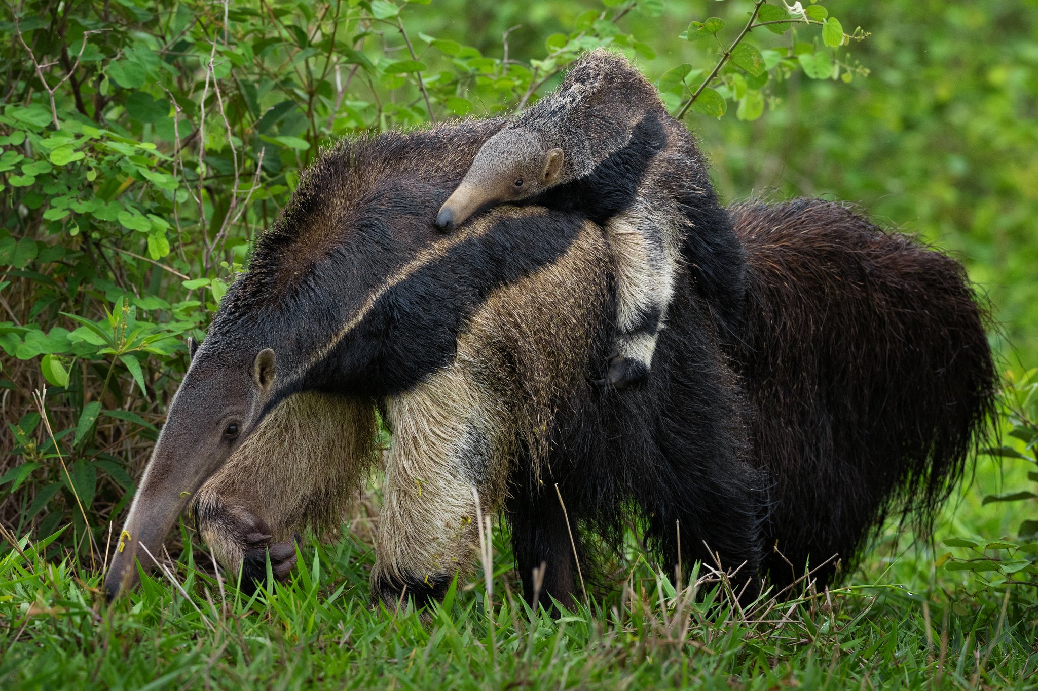 A pup perfectly camouflaged — its stripe a mirror image of its mother's. A giant anteater pup rides on its mother's back amid green shrubs during a pantanal luxury safari wildlife encounter