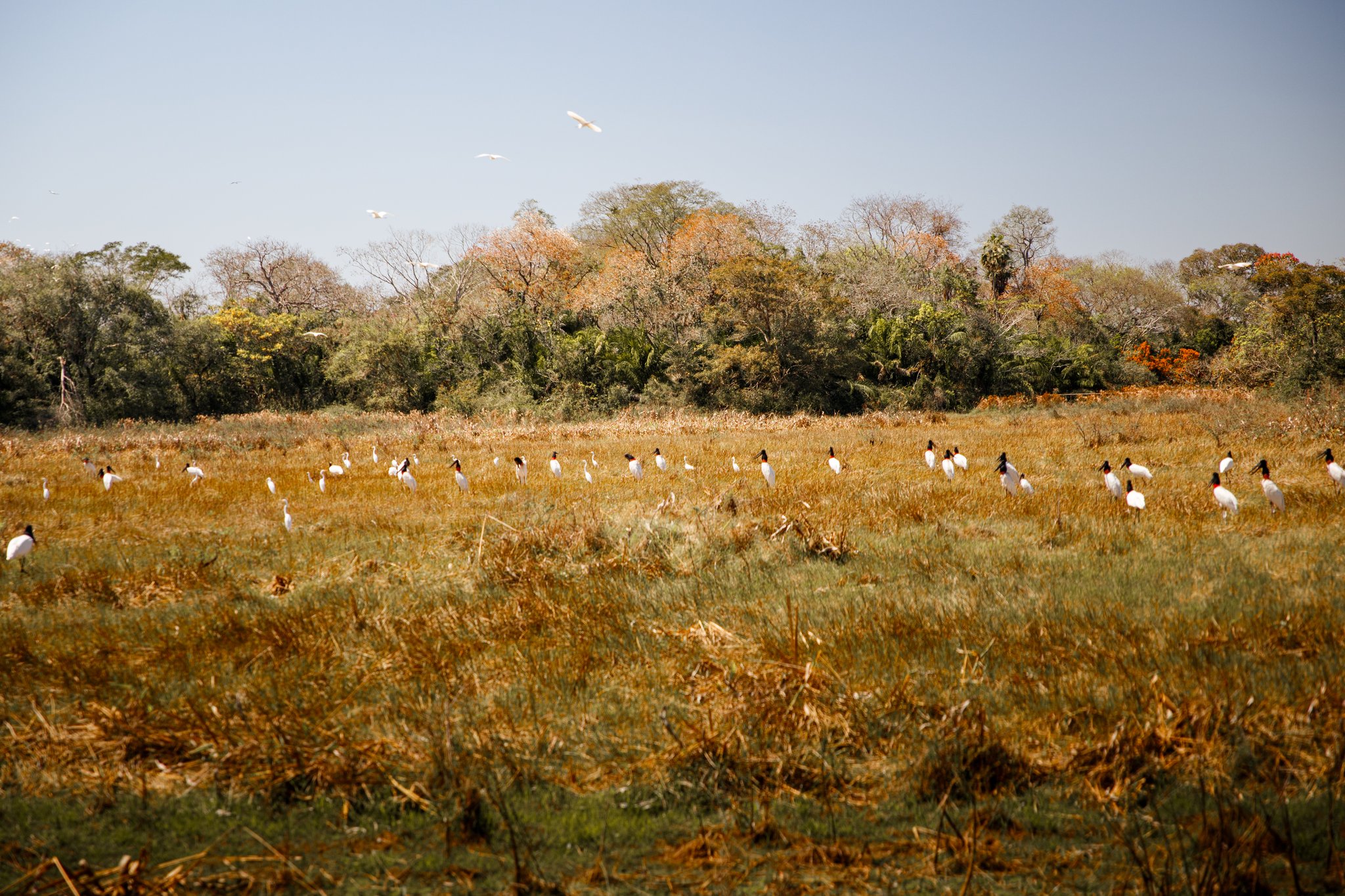 Dozens of jabirus spread across a burnished floodplain — the Pantanal at full spectacle. Photo: Daniel Junqueira A large flock of jabiru storks and white egrets foraging across a golden floodplain grassland on a pantanal luxury safari, with mixed dry-season woodland stretching across the horizon