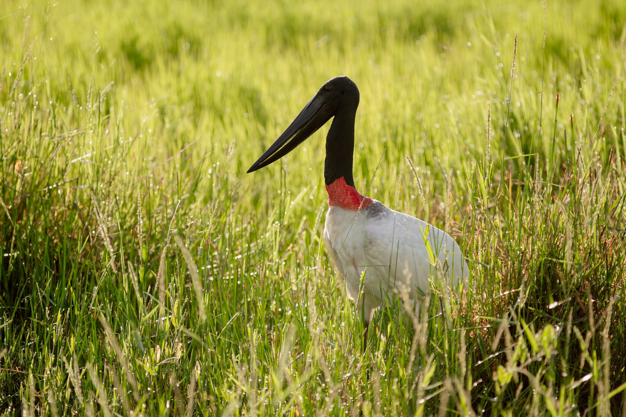 Crimson collar, morning dew — a jabiru stork commands the wetland grasses at dawn. Photo: Matias Ternes A jabiru stork with its distinctive black head, red neck band, and white plumage stands tall among dew-covered green grasses during a pantanal luxury safari