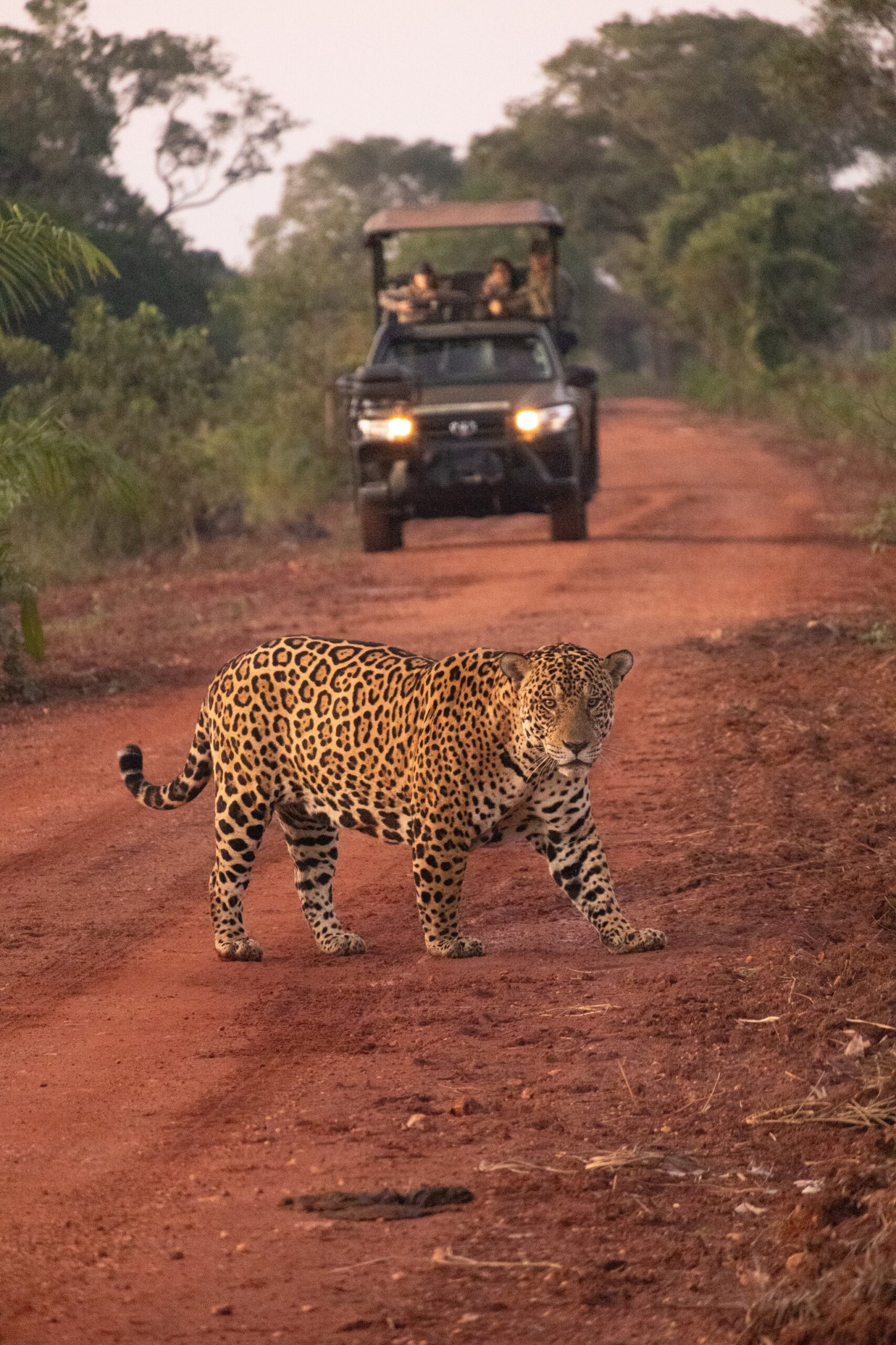 Spotted, unbothered, and utterly in charge. Photo: Luiza Coqueiro A jaguar strides across a red dirt track during a pantanal luxury safari, glancing back at a open-top 4x4 vehicle with photographers on board