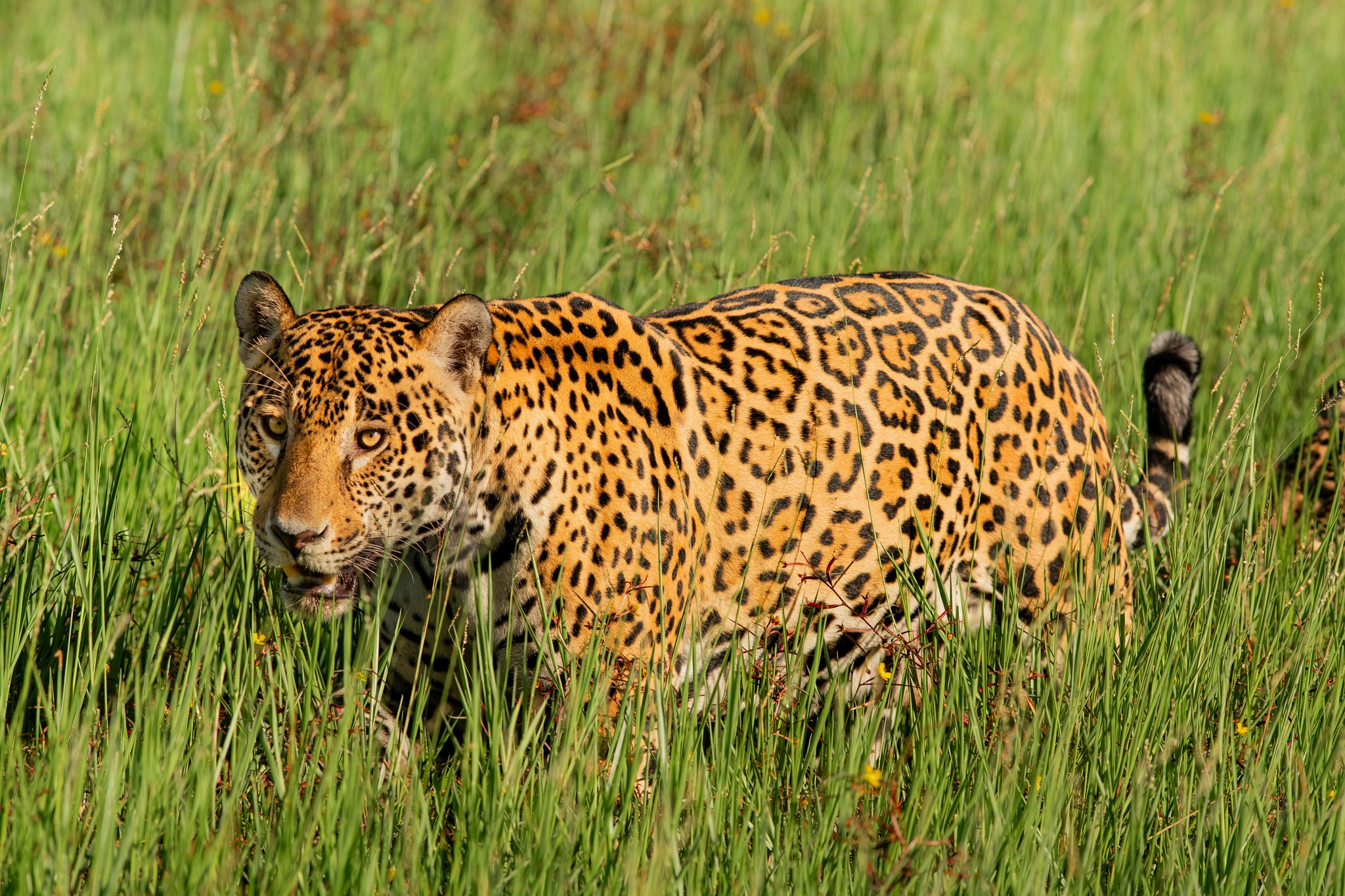 A jaguar crouches low and stares directly at the camera while moving through tall green grass on a pantanal luxury safari