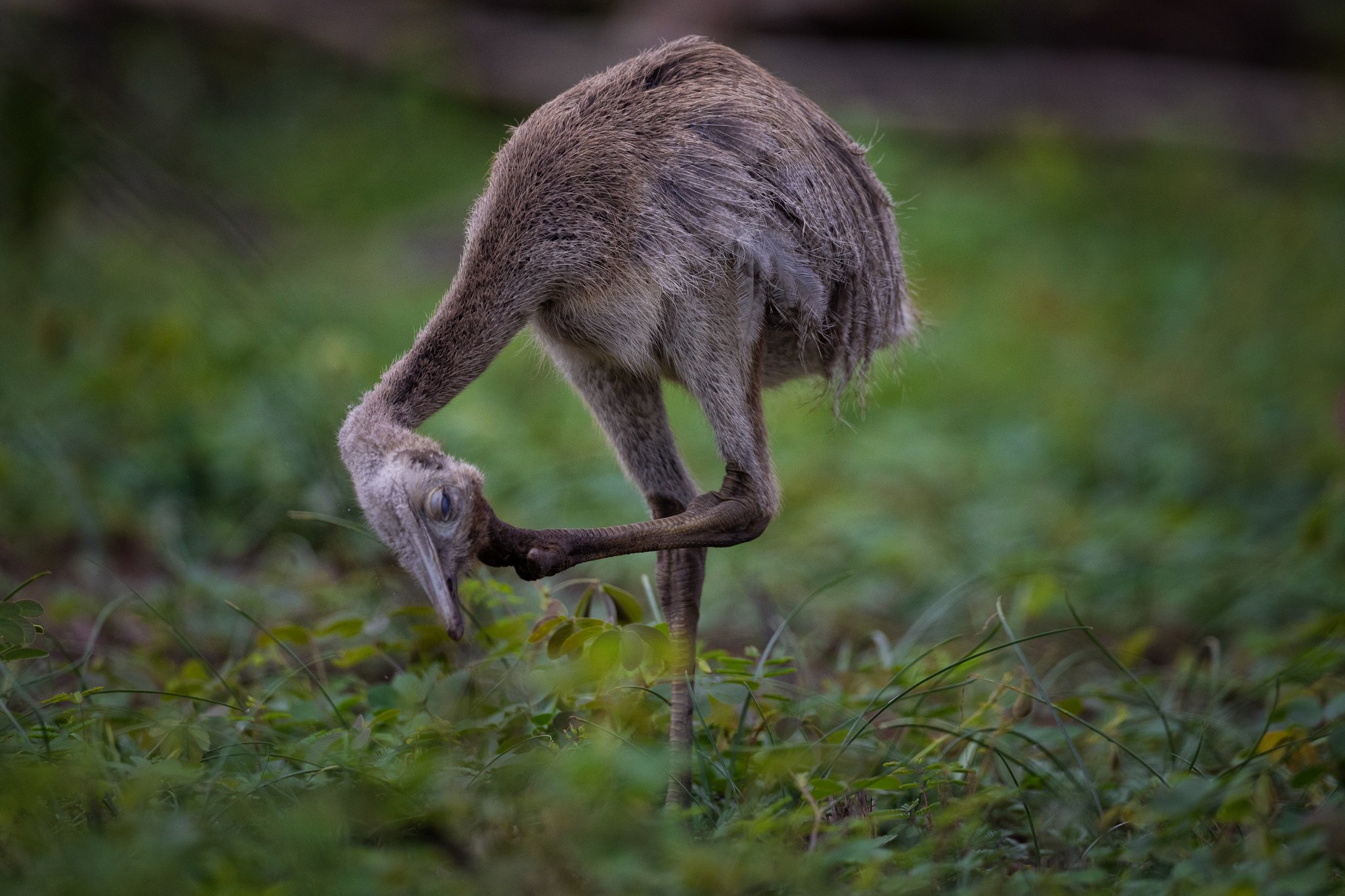 Still growing into those legs — a young rhea explores the undergrowth, beak already busy. A fluffy, downy rhea chick bends its long neck down to peck at low green vegetation during a pantanal luxury safari wildlife encounter