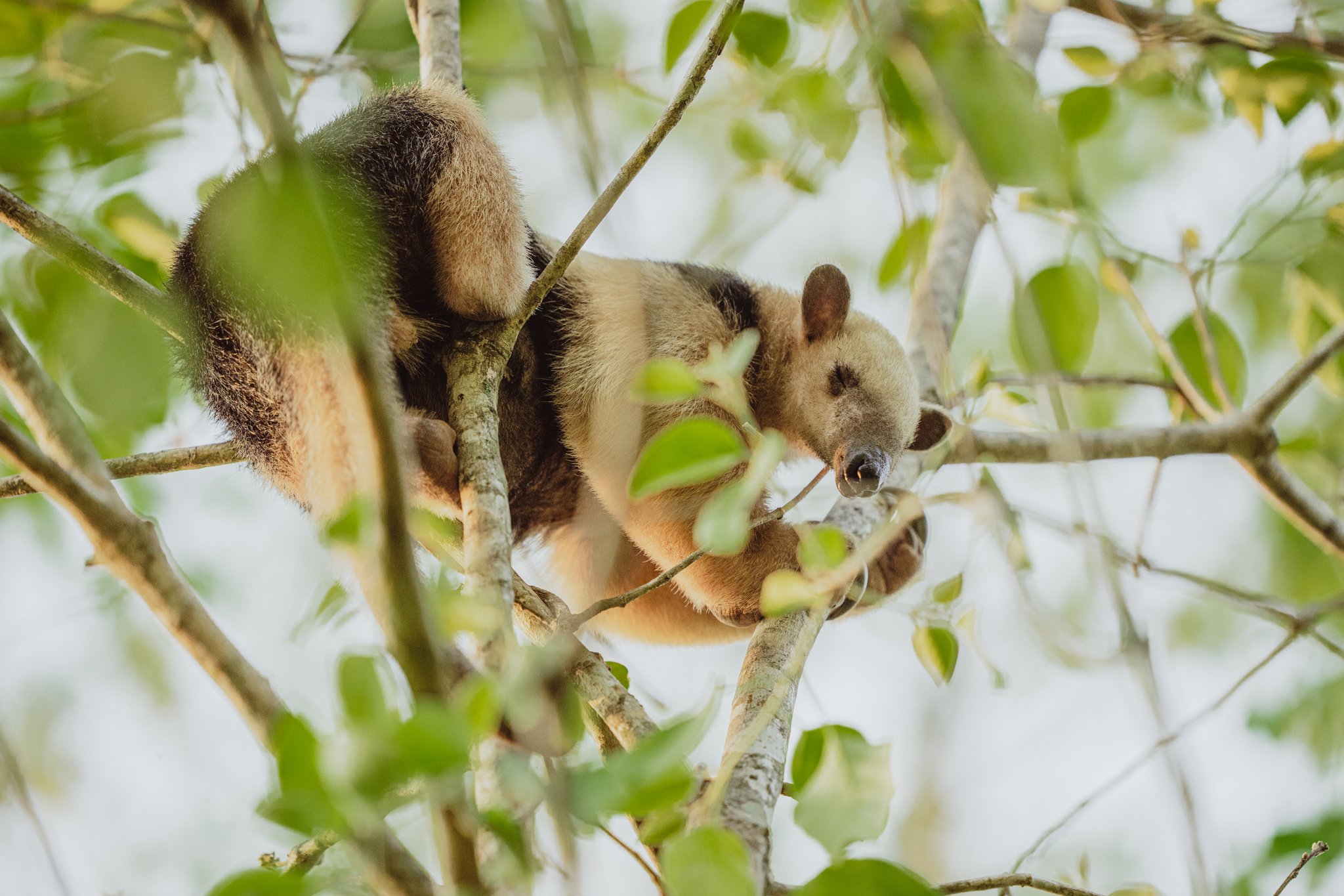 Fluffy, clawed, and completely at ease — life in the canopy suits the tamandua just fine. A southern tamandua curled among leafy branches high in a tree canopy, its distinctive two-toned fur clearly visible on this pantanal luxury safari