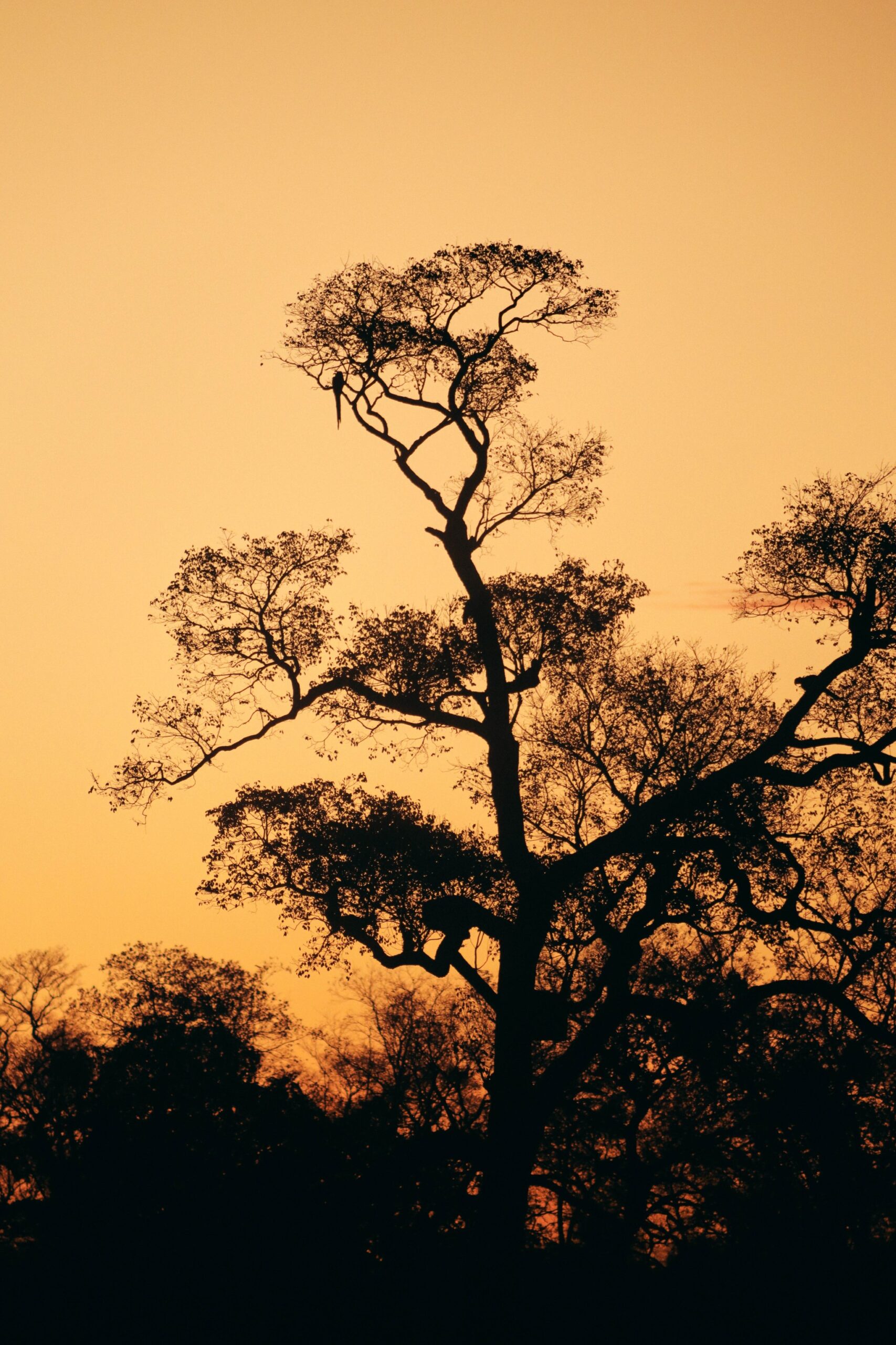 Treetop perch, sky on fire — the Pantanal at dusk. Photo: thiagolbrito A long-tailed bird perched high in a tall tree silhouetted against a deep amber sky during a pantanal luxury safari sunset