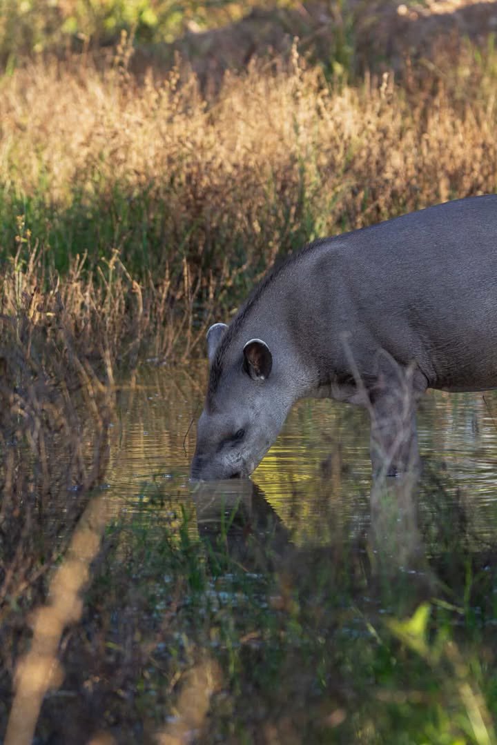 A quiet drink at dusk — the Pantanal's gentle giant at the water's edge. A tapir lowers its prehensile snout to drink from a shallow pool on a pantanal luxury safari, dry golden grasses stretching behind it