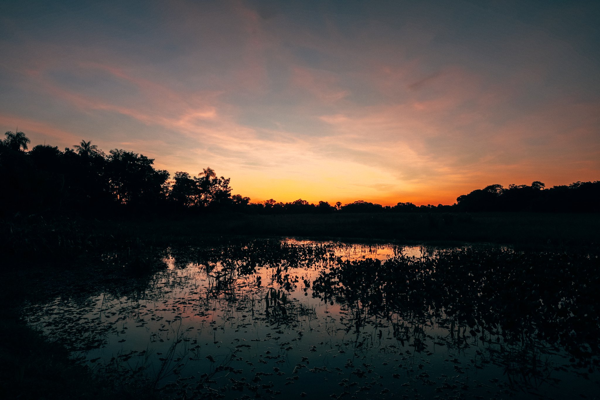 Dusk settles over the flooded grasslands, and the water holds the last of the sky. A fiery orange and pink sunset over a Pantanal wetland, with aquatic vegetation silhouetted on still reflective water and a treeline of palms darkening against the glowing sky — the kind of twilight moment that defines a pantanal luxury safari