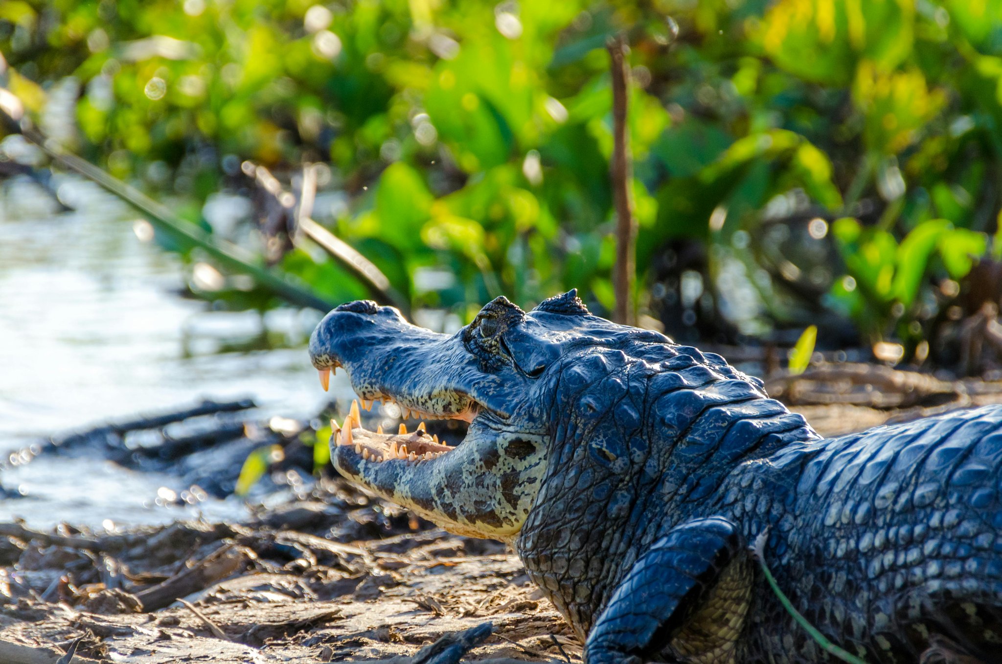 A large caiman rests on a muddy riverbank with its jaws wide open, sharp teeth clearly visible, during a pantanal tour from campo grande, with lush green vegetation reflected in the water behind it