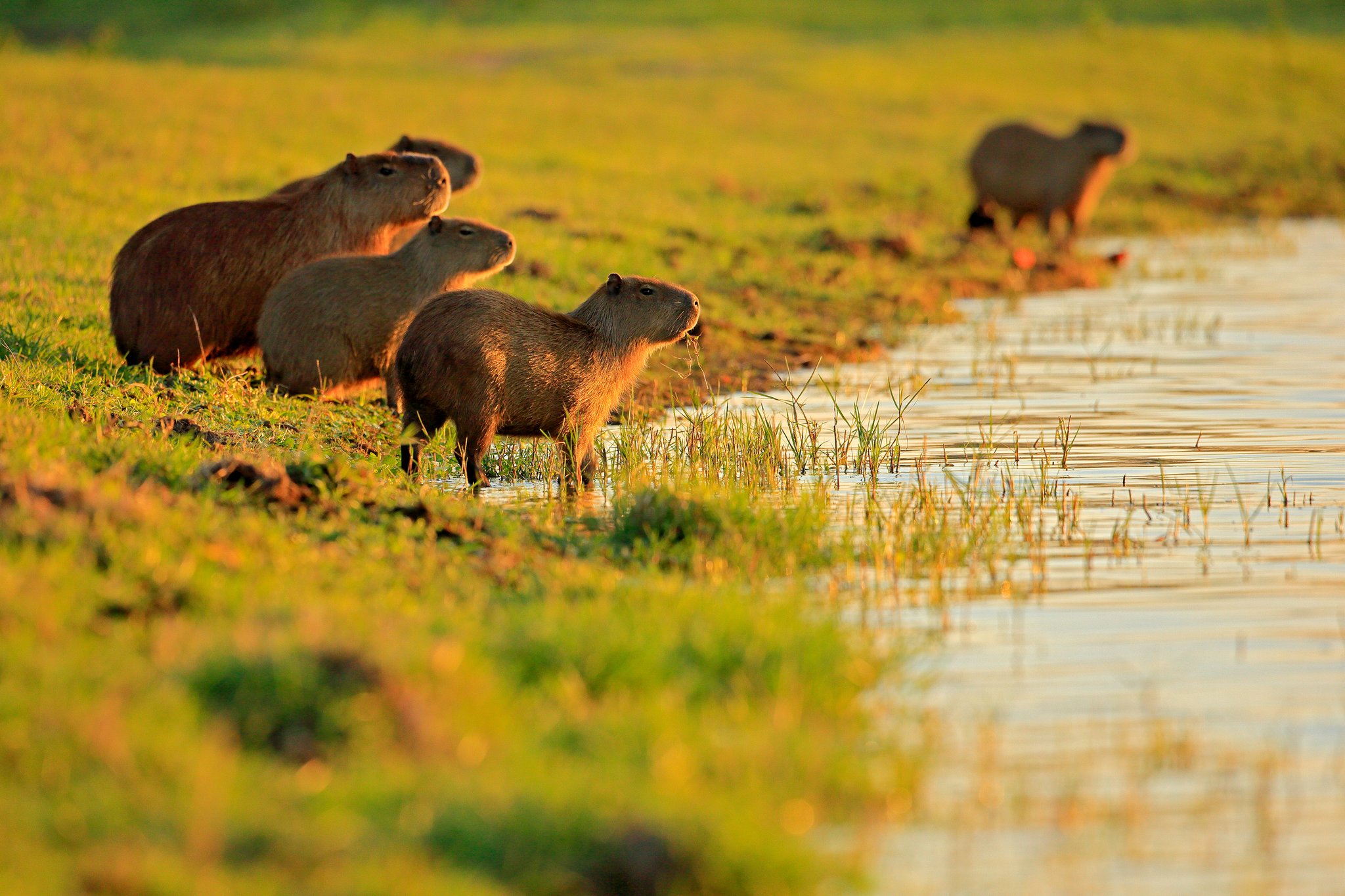 A group of capybaras grazing and standing at the edge of shallow floodwaters in open wetland grassland, glowing in warm golden-hour light on a pantanal tour from campo grande