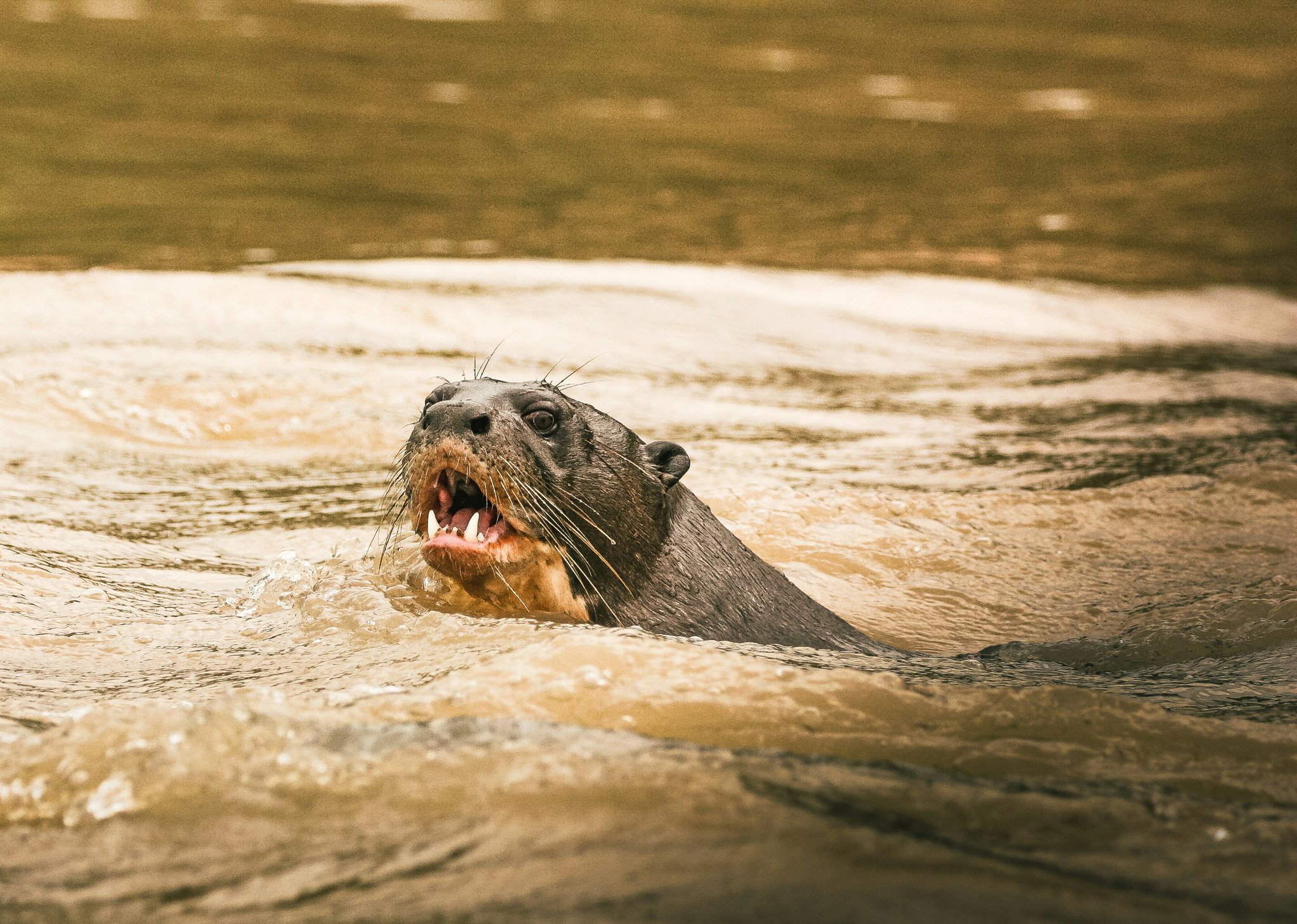A giant otter surfacing from a murky river with its mouth open wide, whiskers splayed and teeth visible — a close-up encounter on a pantanal tour from campo grande