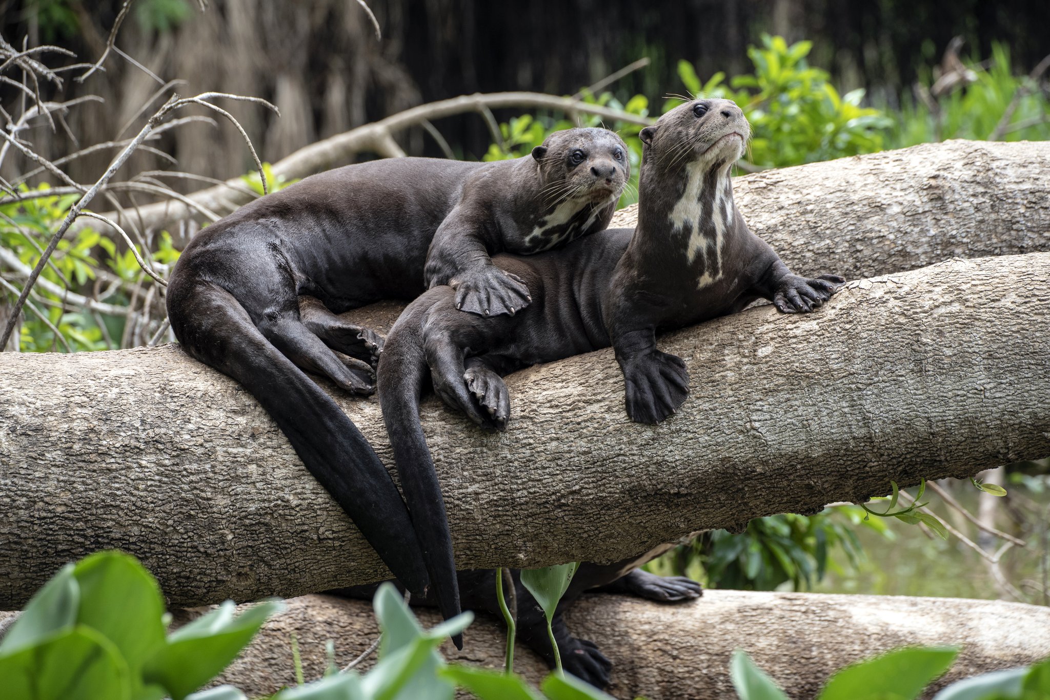 Two giant otters with distinctive white throat patches resting together on a fallen log surrounded by lush riverside vegetation on a pantanal tour from campo grande