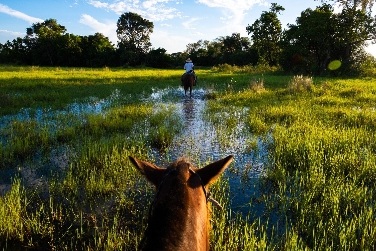View from horseback following a guide on horseback through shallow flooded grasslands on a pantanal tour from campo grande, surrounded by lush green sedges and gallery forest under a blue sky