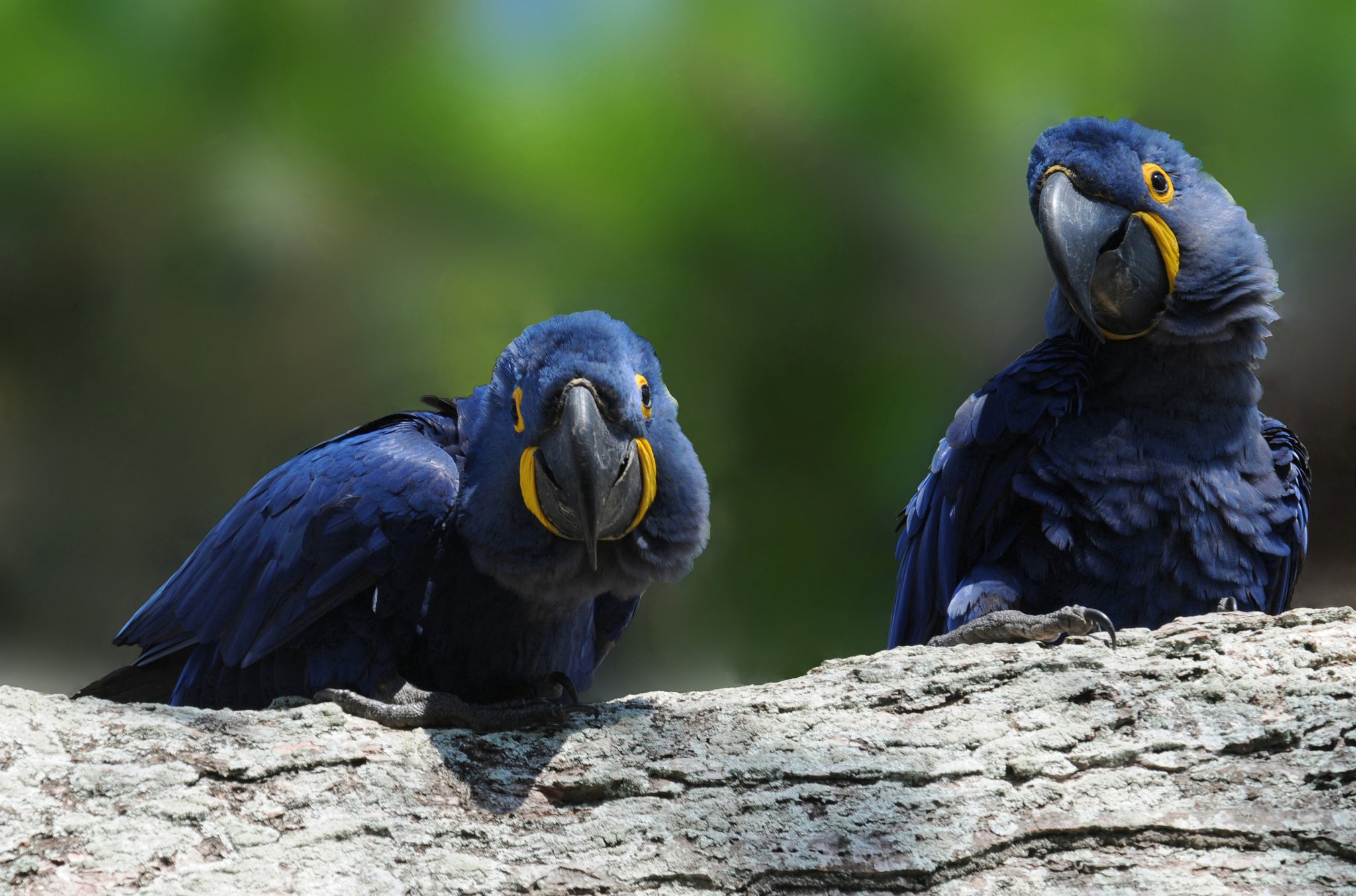 Two hyacinth macaws with vivid yellow eye-rings perch side by side on a weathered log during a pantanal tour from campo grande, against a soft green bokeh background