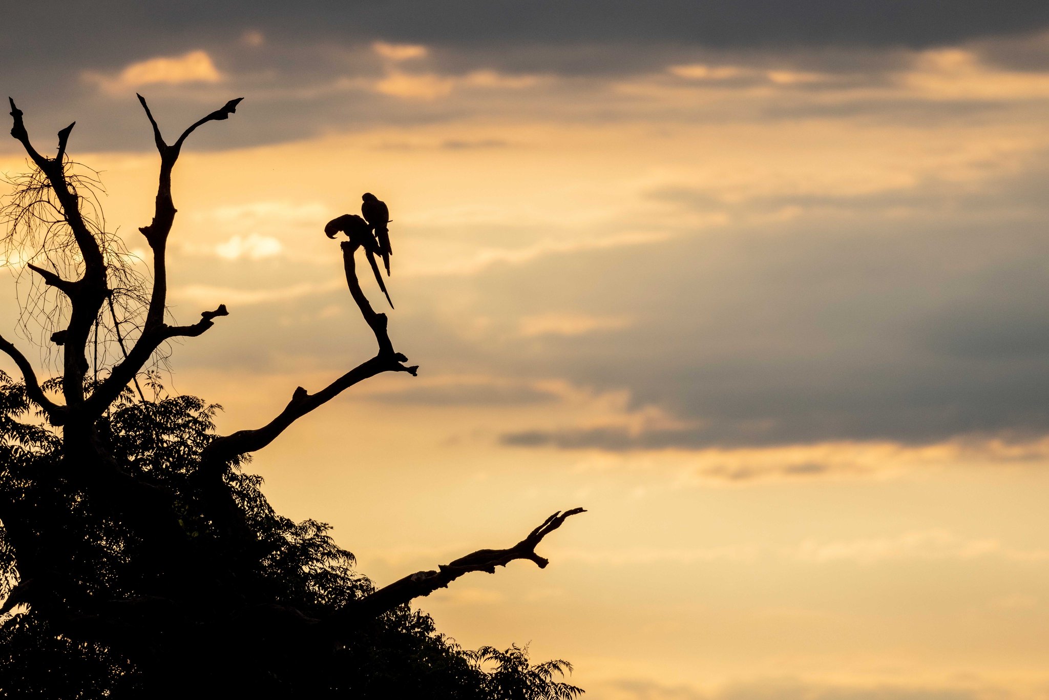 Two large-macaw silhouettes perched together on a bare tree branch against a glowing golden sunset sky on a pantanal tour from campo grande
