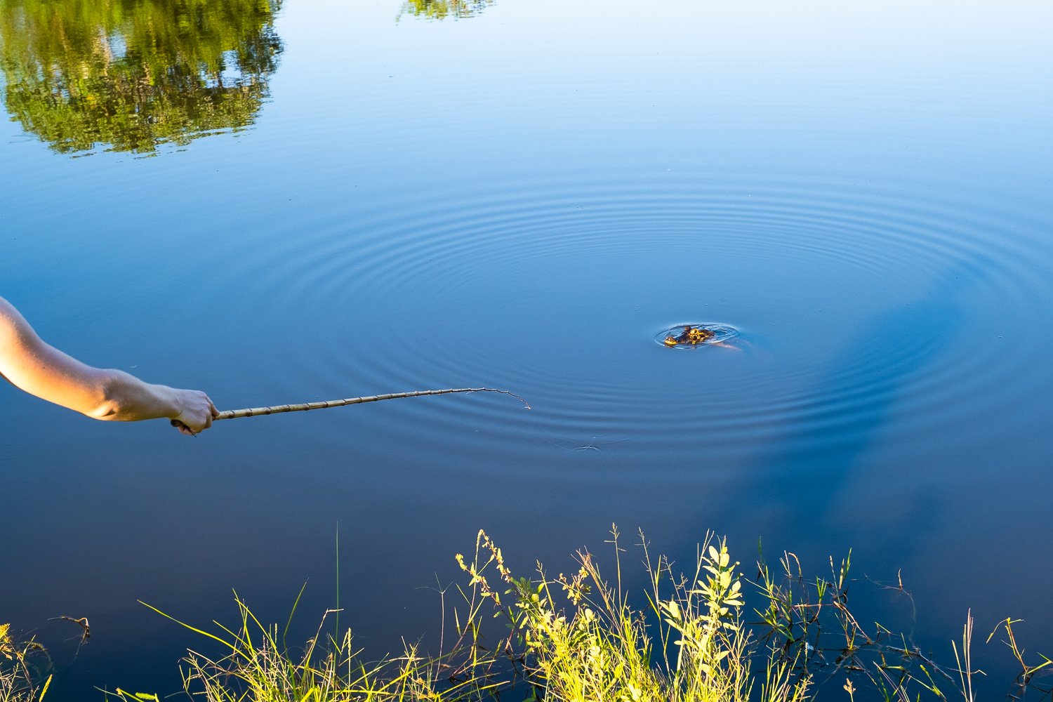 A hand holds a thin bamboo rod over a calm river surface where concentric ripples spread outward from a small disturbance — piranha fishing on a pantanal tour from campo grande