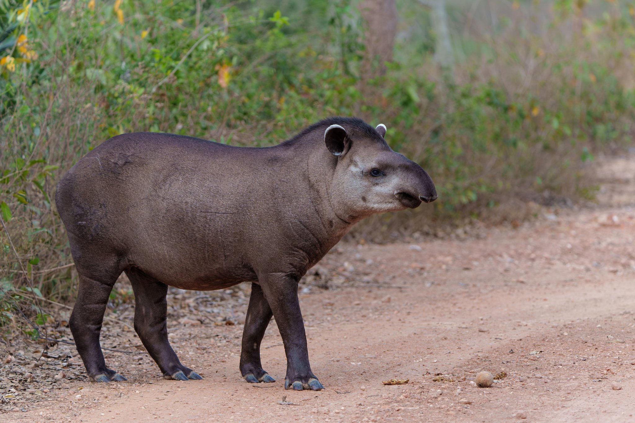 A lowland tapir pauses on a red dirt track during a pantanal tour from campo grande, lush green scrubland visible behind it