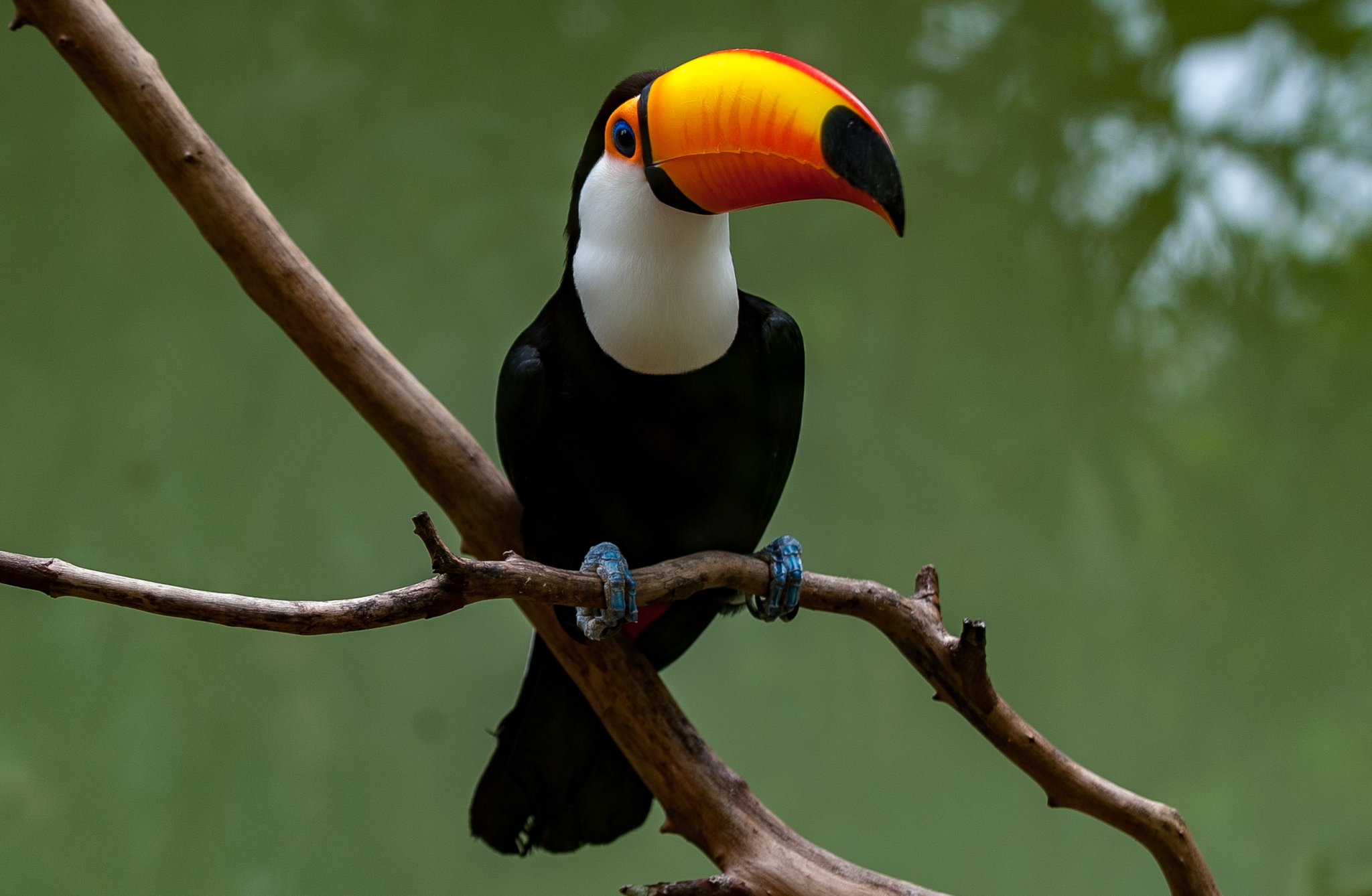 A toco toucan with its iconic orange-and-red bill perched on a bare branch against a soft green background, spotted on a pantanal tour from campo grande