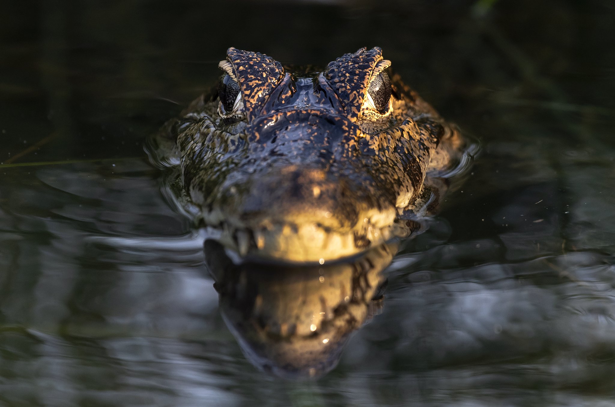A caiman's armored head rises just above the dark water surface on a Pantanal Tour from Cuiabá, its golden-scaled snout and alert eyes caught in warm light with a perfect mirror reflection below