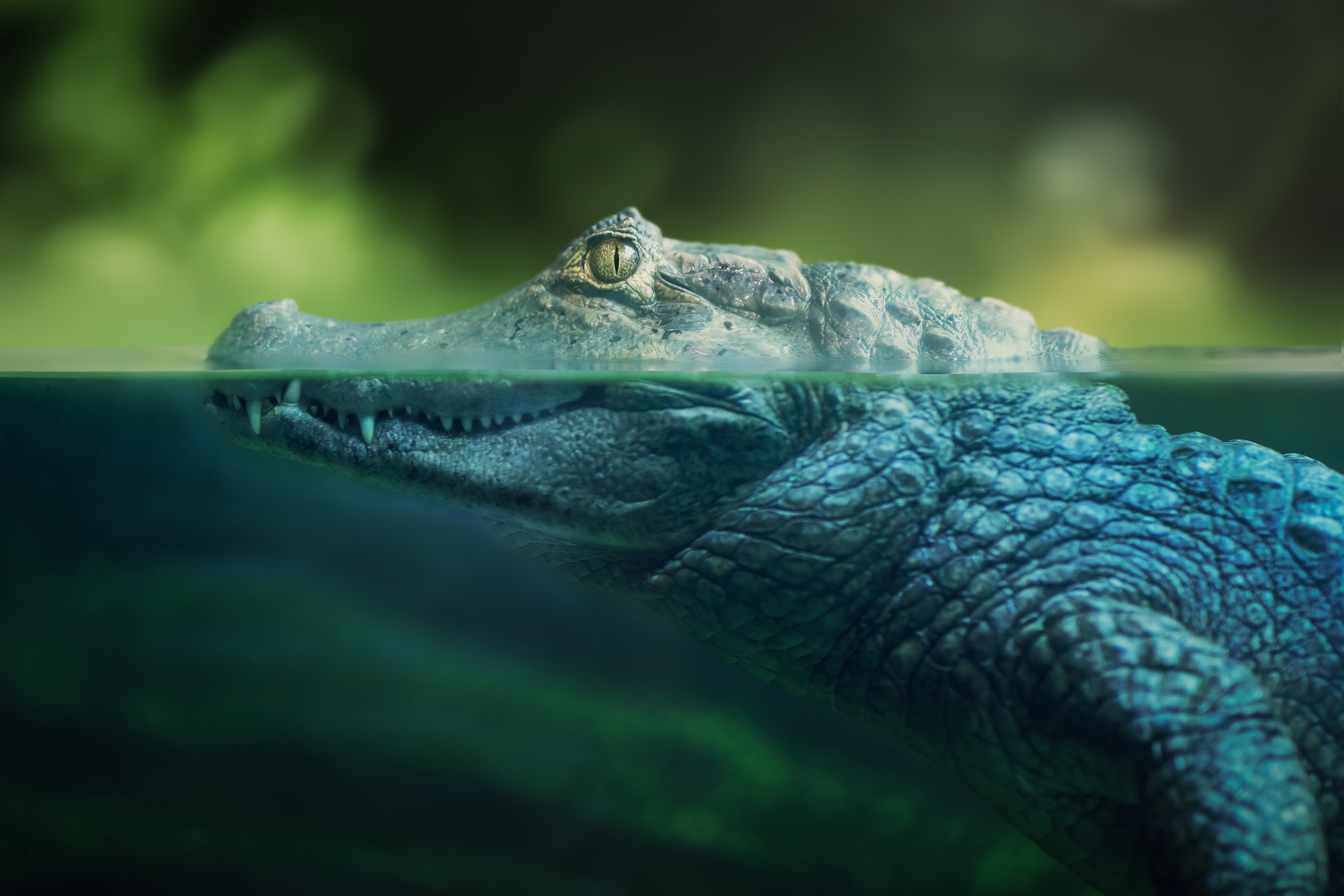 A caiman rests at the waterline on a Pantanal wildlife safari, its golden eye and interlocking teeth sharp above the surface while its scaly body glows teal beneath the water