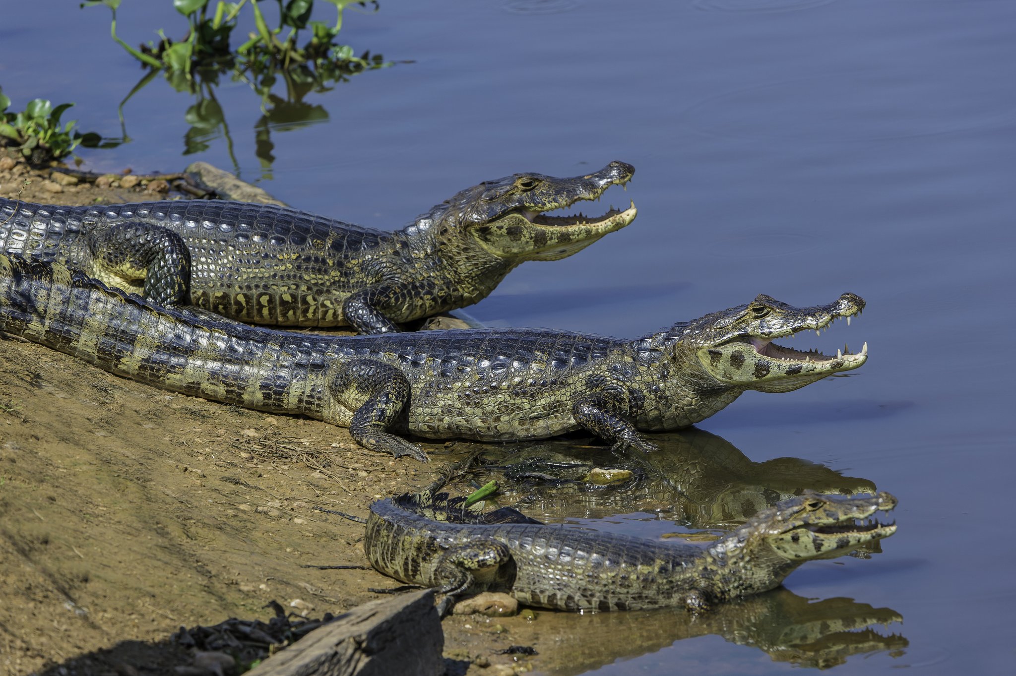 Two yacare caimans basking with open mouths on a muddy riverbank during a Pantanal Tour from Cuiabá, their reflections mirrored in the calm blue water below