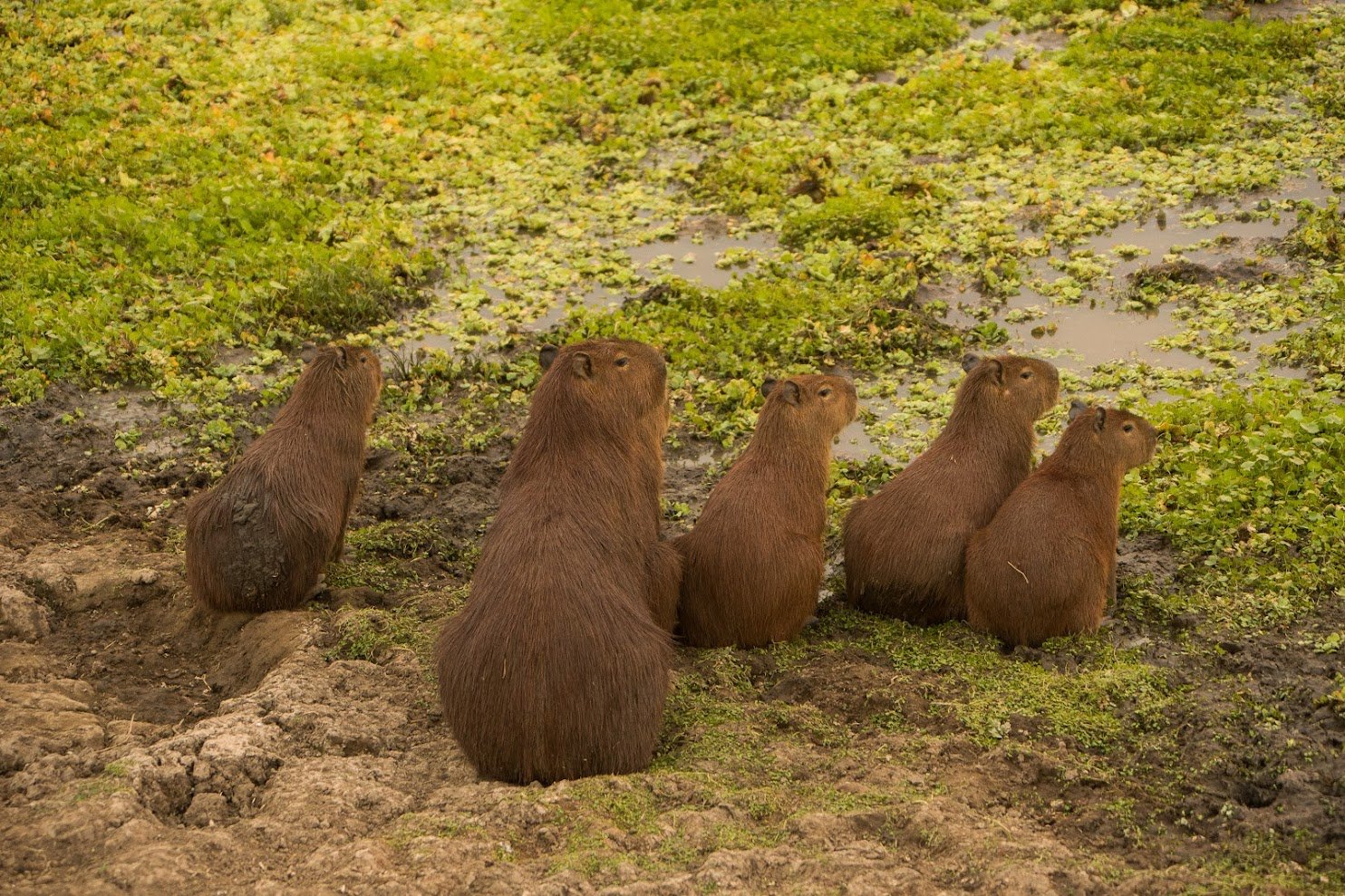 A group of six capybaras standing alert on a muddy bank beside a shallow, vegetation-covered pool on a Pantanal Tour from Cuiabá