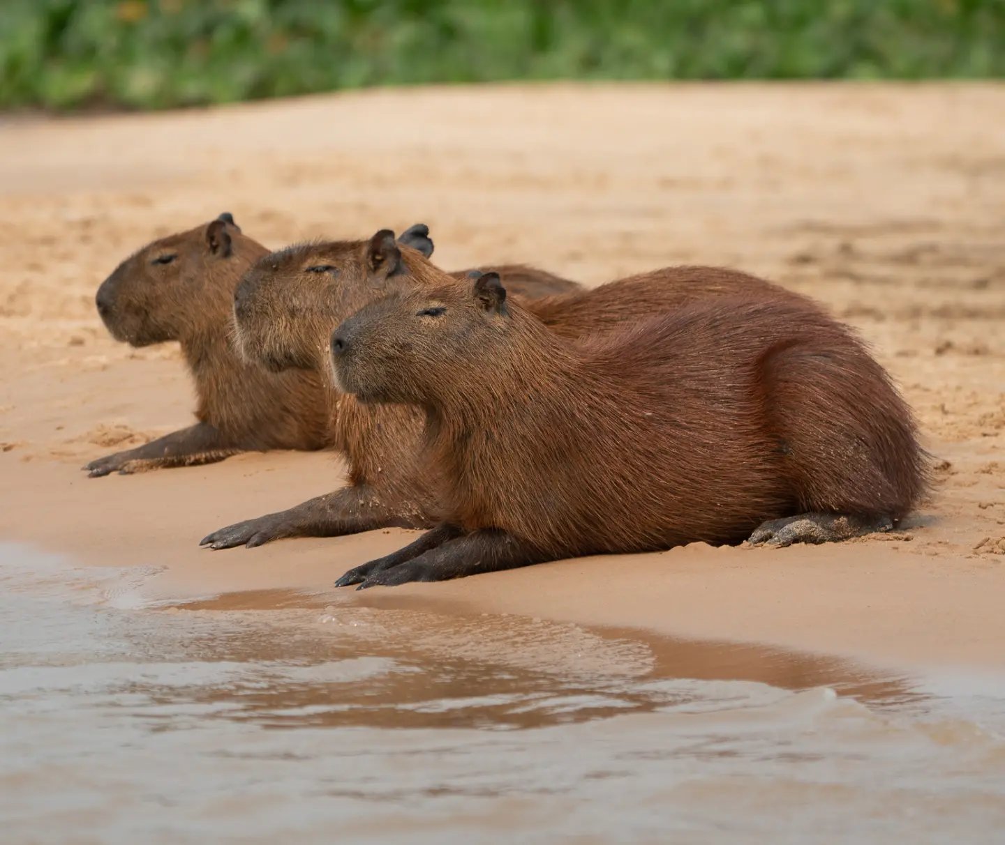 Three capybaras resting side by side on a sandy riverbank during a Pantanal Tour from Cuiabá, with calm shallow water in the foreground and green vegetation behind