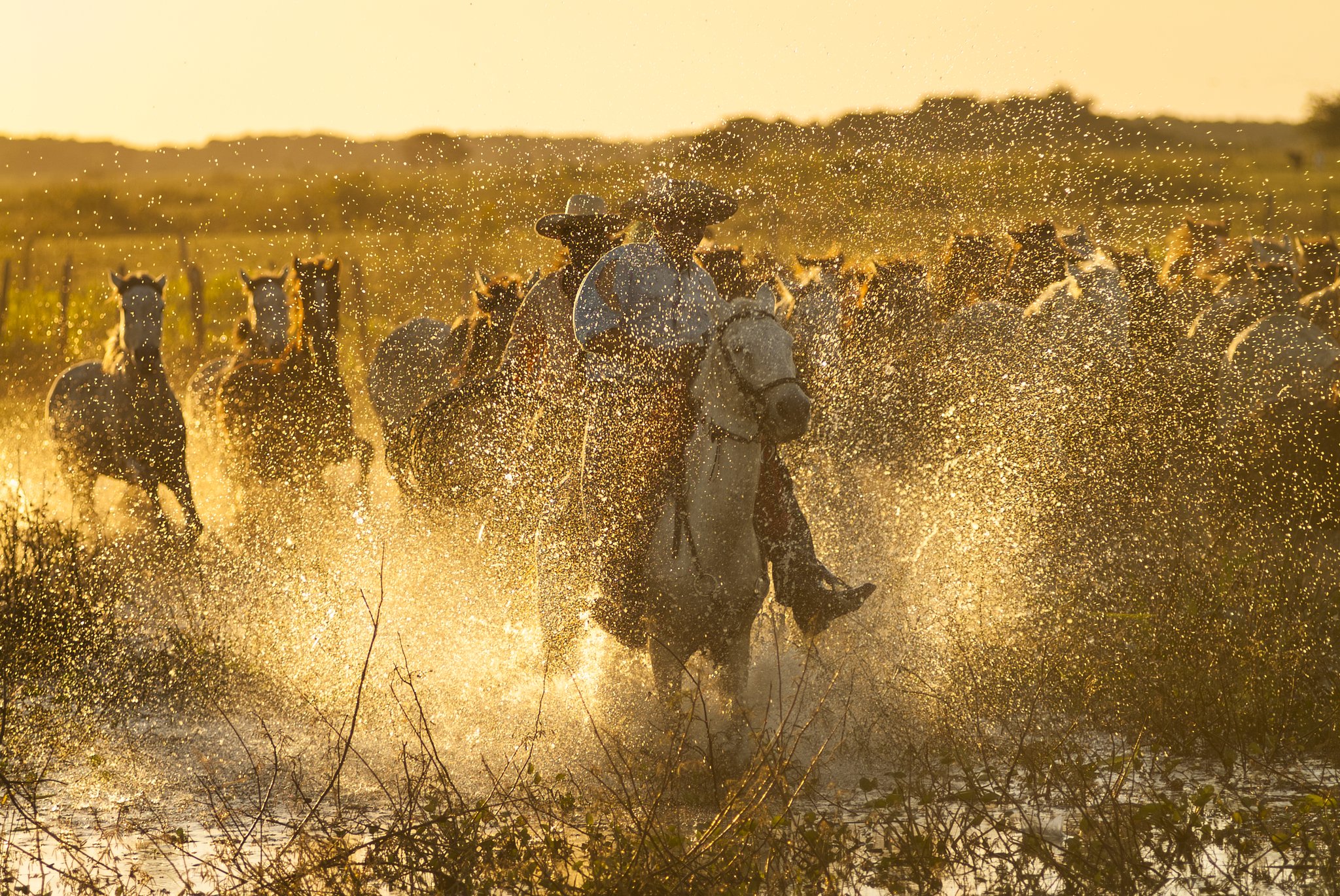 A cowboy on a white horse leads a galloping herd through a flooded wetland at golden hour on a Pantanal Tour from Cuiabá, water exploding in every direction