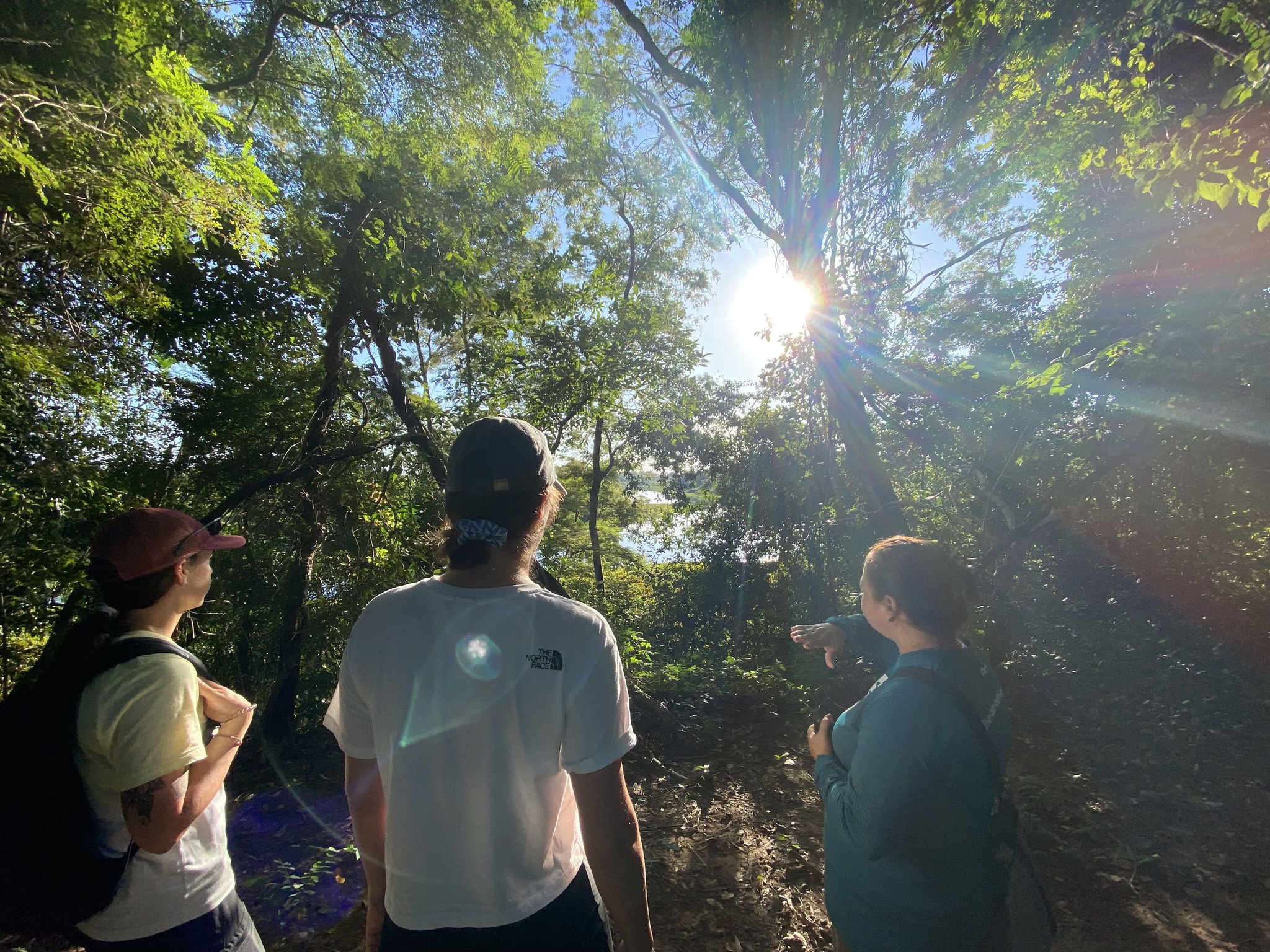 Three visitors pause on a Pantanal Tour from Cuiabá, gazing up through sun-drenched forest canopy as golden light bursts between the treetops