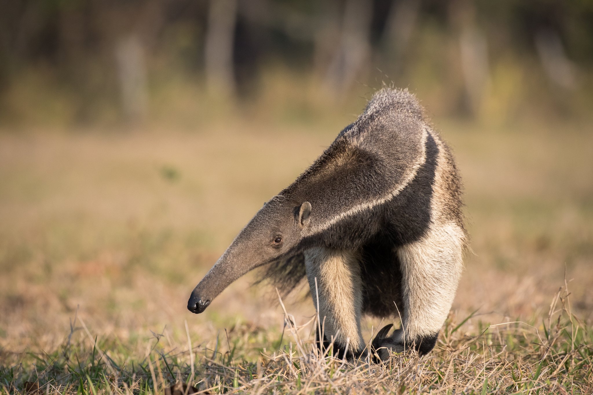 A giant anteater walks through dry open grassland on a Pantanal Tour from Cuiabá, its long snout lowered and distinctive black-and-white shoulder stripe clearly visible