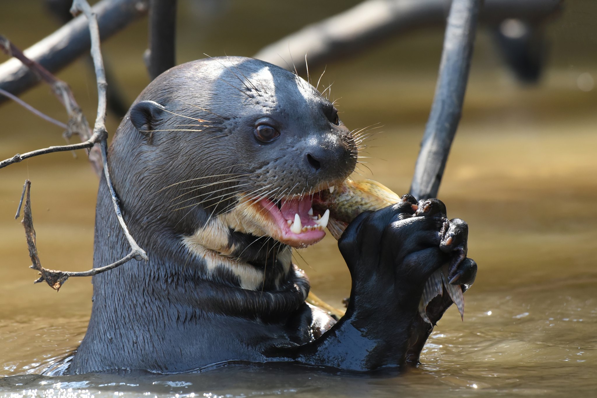 A giant otter grips a freshly caught fish in its clawed paws and bites into it at the water's surface during a Pantanal Tour from Cuiabá, surrounded by submerged branches