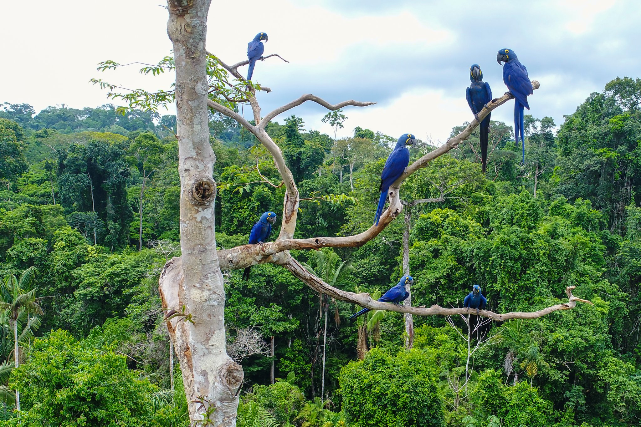 Seven hyacinth macaws perched across the bare branches of a tall tree on a Pantanal tour from Cuiabá, set against a dense green forest canopy