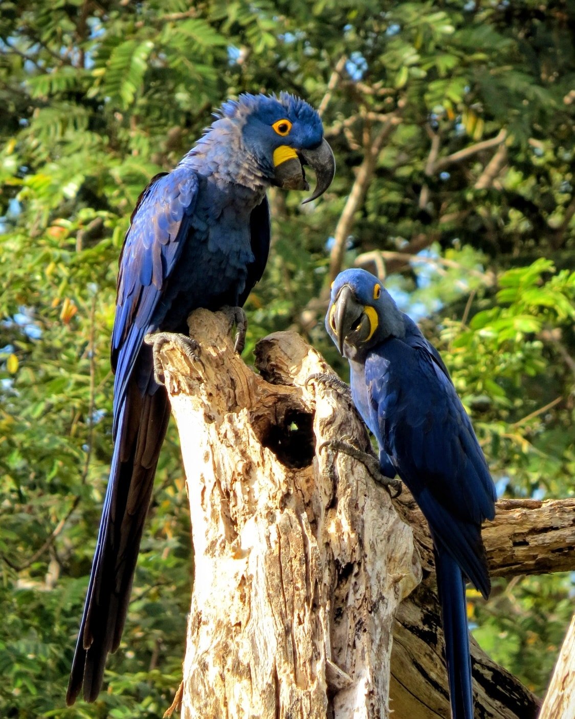 Two hyacinth macaws perched on a weathered dead tree stump during a Pantanal Tour from Cuiabá, their cobalt-blue plumage and vivid yellow eye-rings gleaming in the sunlight