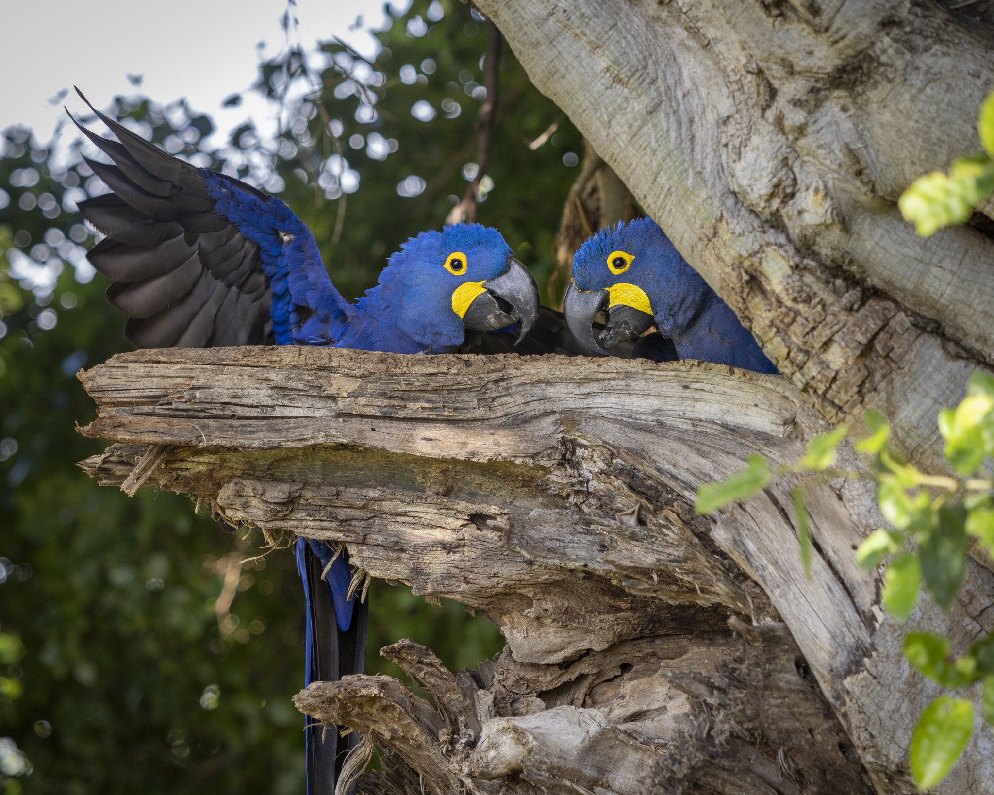 Two hyacinth macaws perched side by side on a weathered tree hollow, one spreading its cobalt-blue wing, in a moment that captures the magic of a Pantanal Tour from Cuiabá