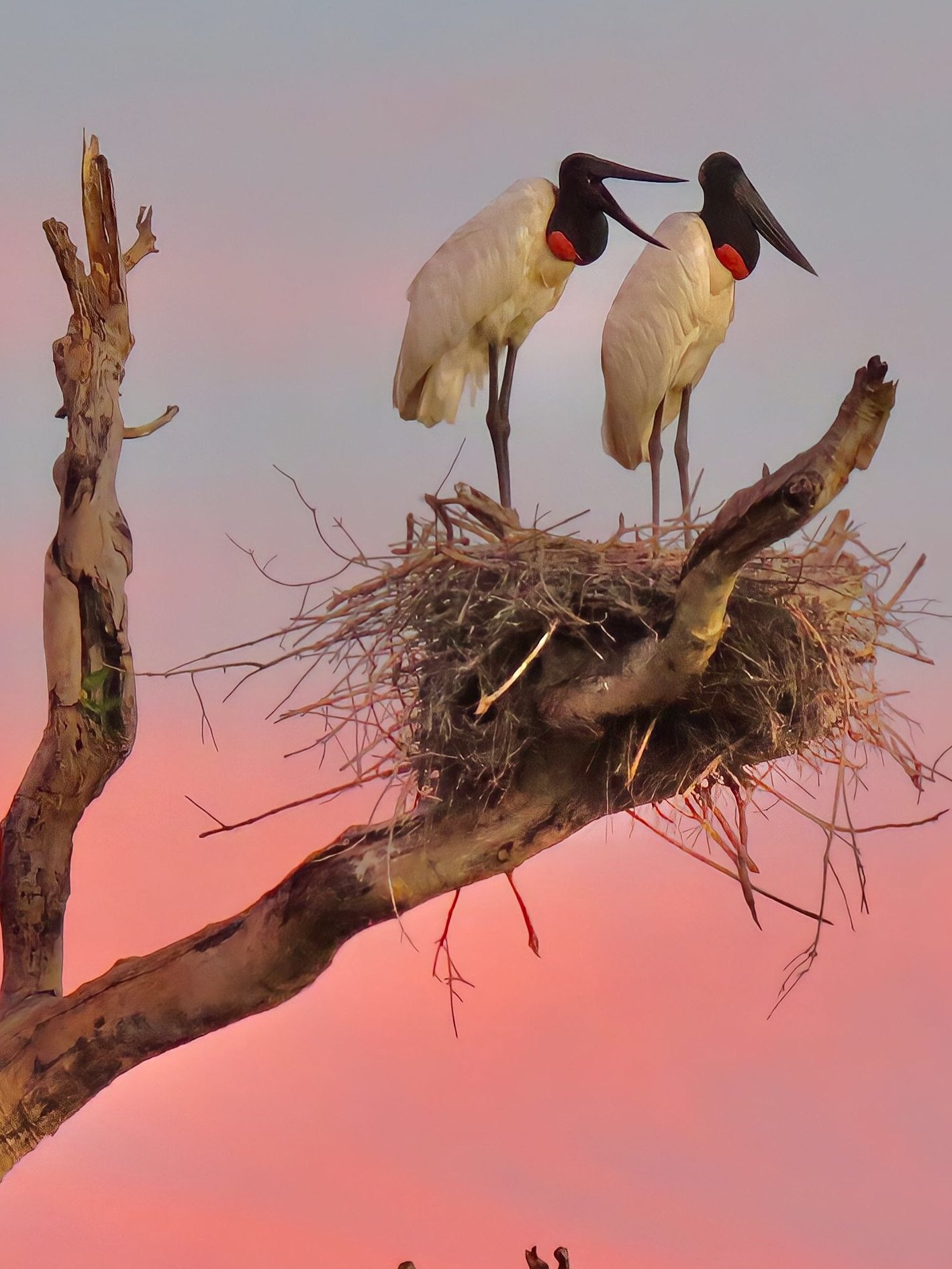 Two jabiru storks standing together on a large stick nest atop a bare dead tree, their black heads and vivid red throat pouches glowing against a rose-pink sunset sky — a classic sighting on a Pantanal Tour from Cuiabá