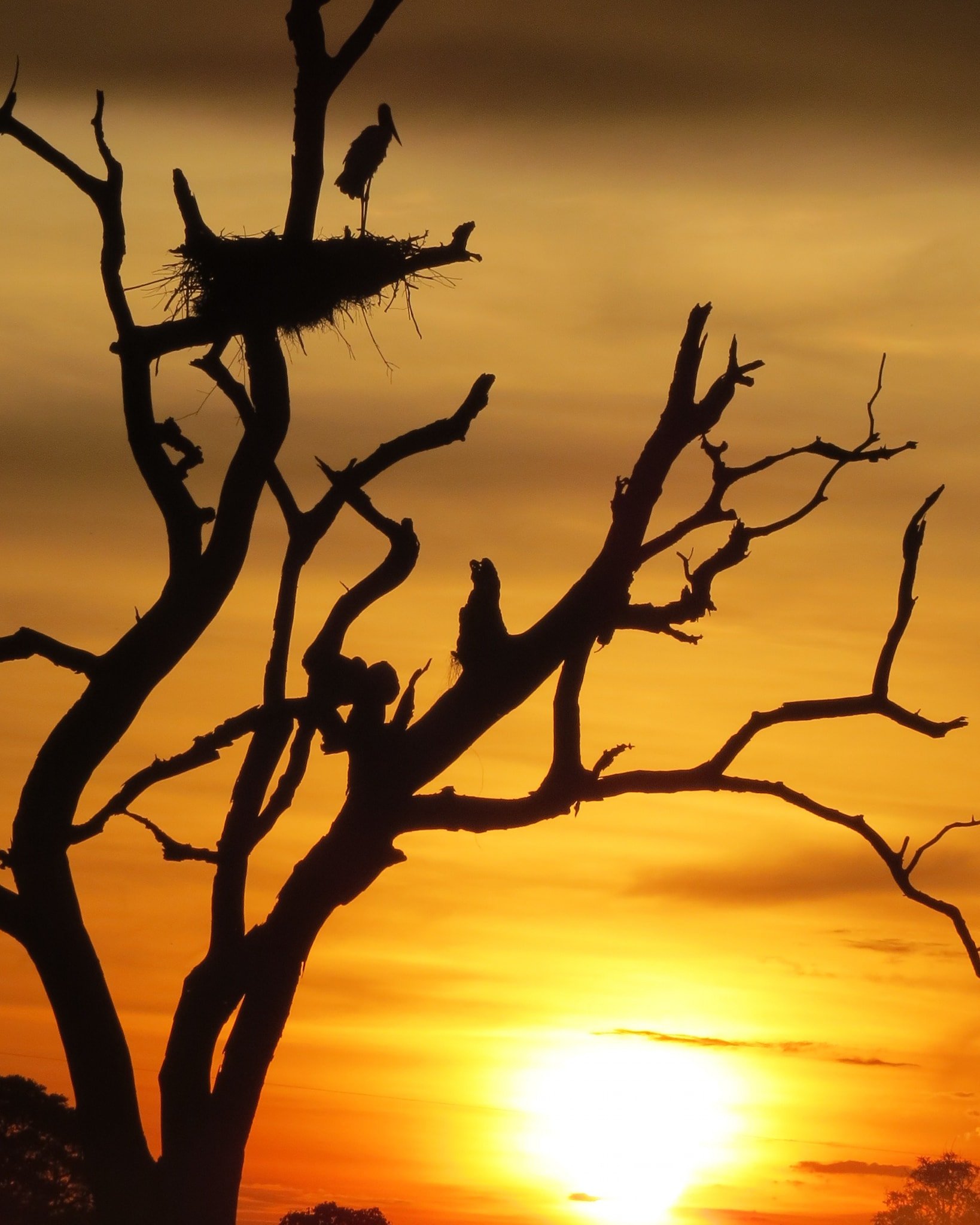 A large wading bird perched on a stick nest atop a bare dead tree, silhouetted against a blazing orange sunset sky on a Pantanal Tour from Cuiabá