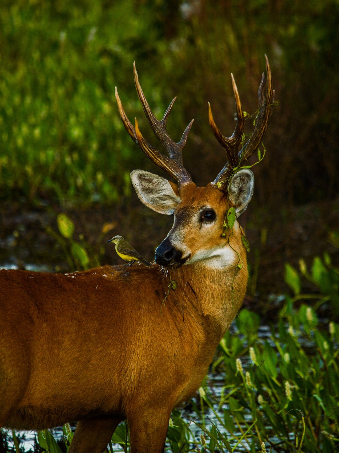 A male marsh deer with large antlers tangled in vegetation stands in shallow water on a Pantanal wildlife tour, a small yellow-bellied songbird perched on its neck